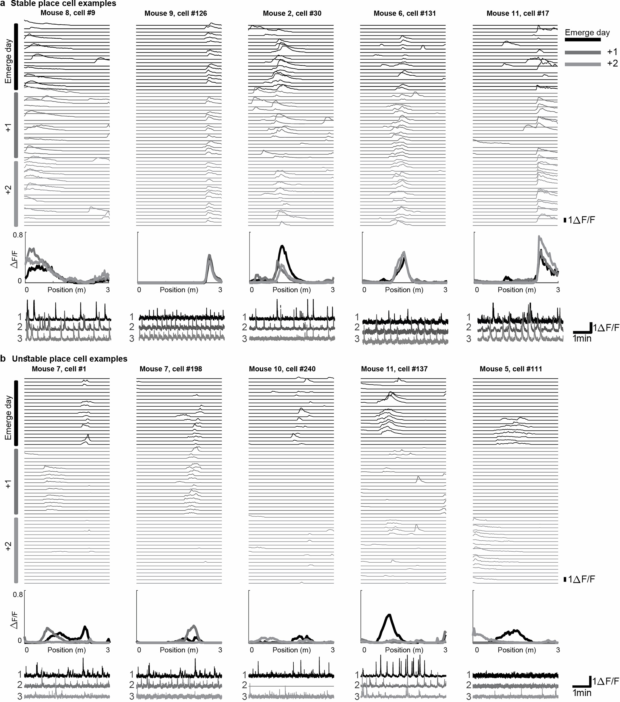 Extended Data Fig. 7: Examples of stable and unstable hippocampal place cells over days.