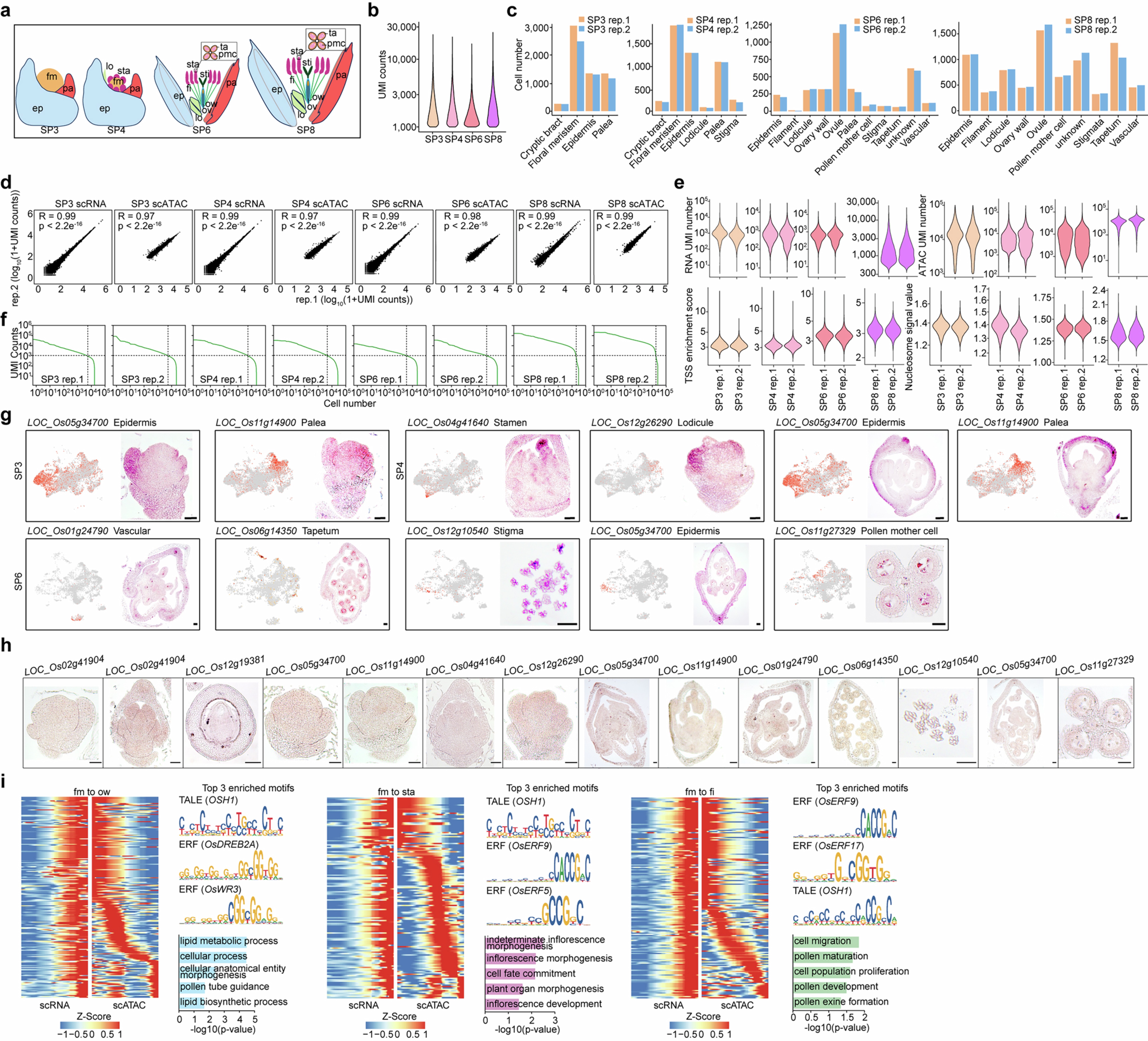 Extended Data Fig. 8: Single-cell multiomics analysis of panicles at different developmental stages.
