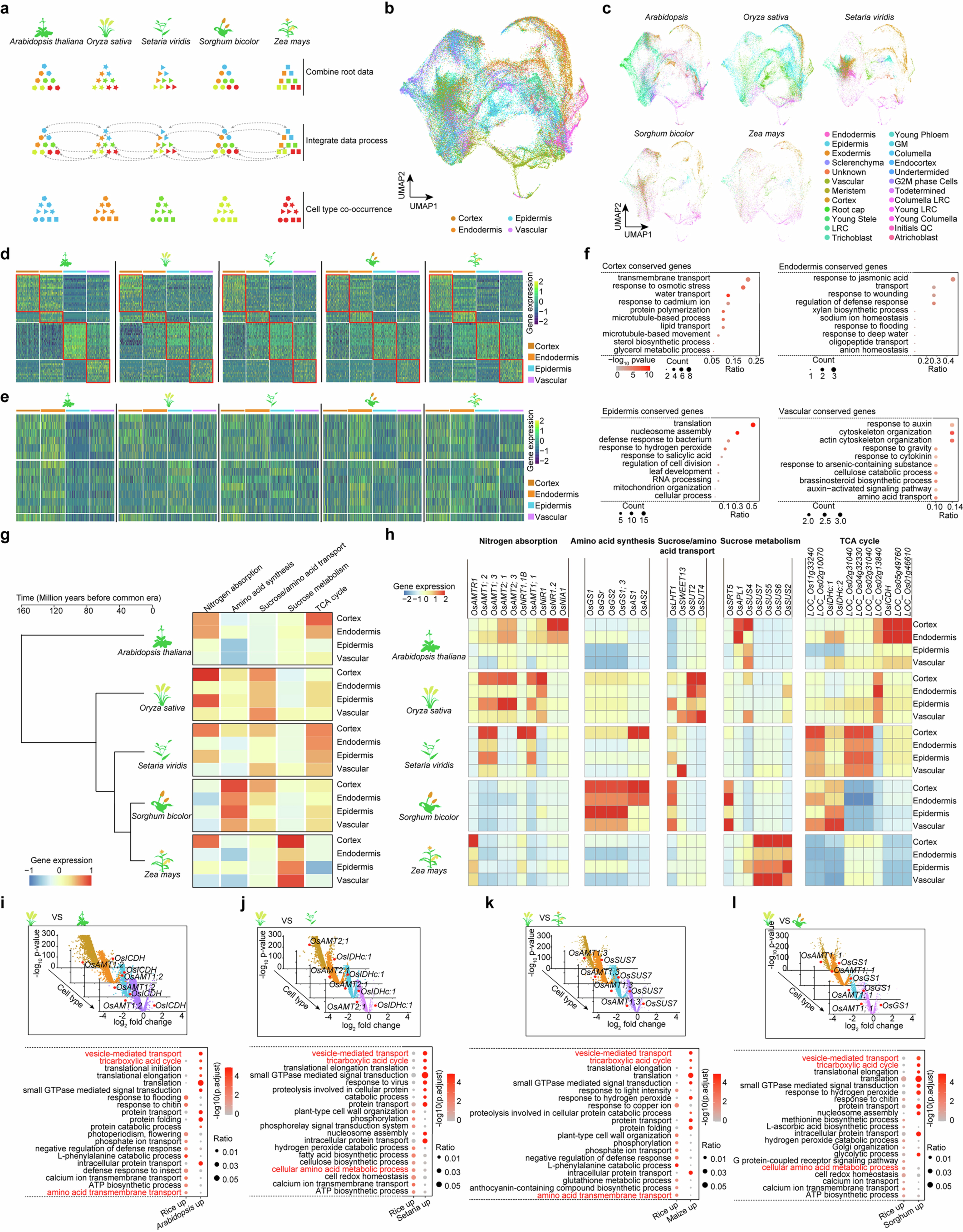 Extended Data Fig. 9: Conserved and divergent cell-type gene expression across species.