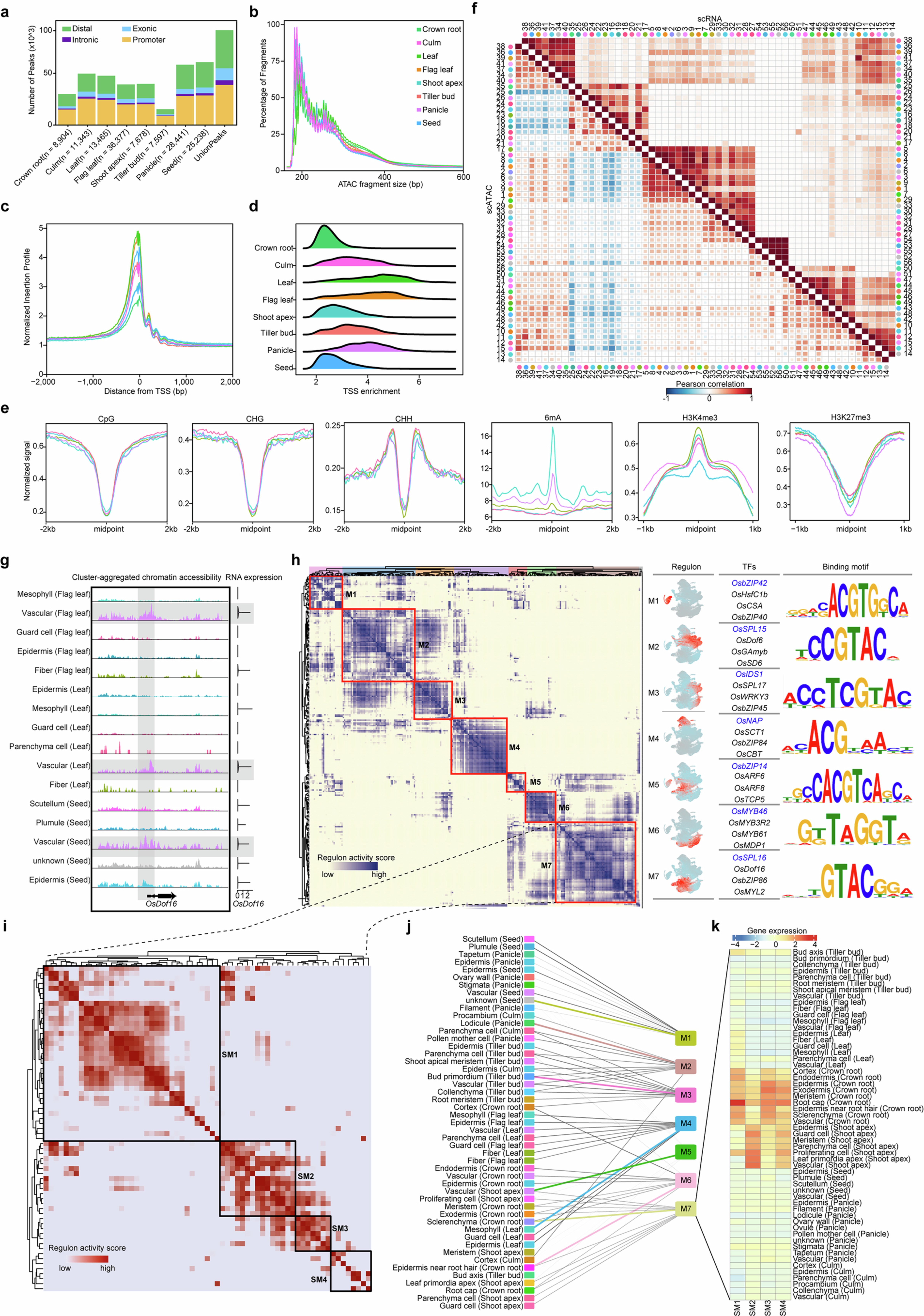 Extended Data Fig. 3: Cis-regulatory atlas in rice at single-cell resolution.