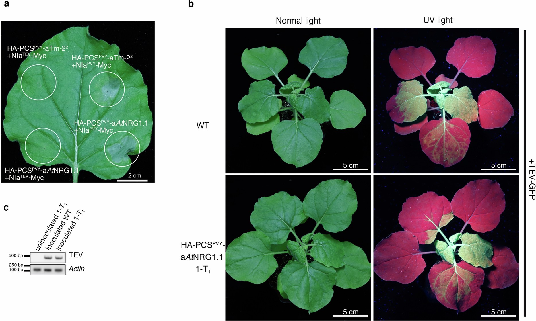 Extended Data Fig. 6: HA-PCSPVY-aNLR failed to confer resistance against TEV.
