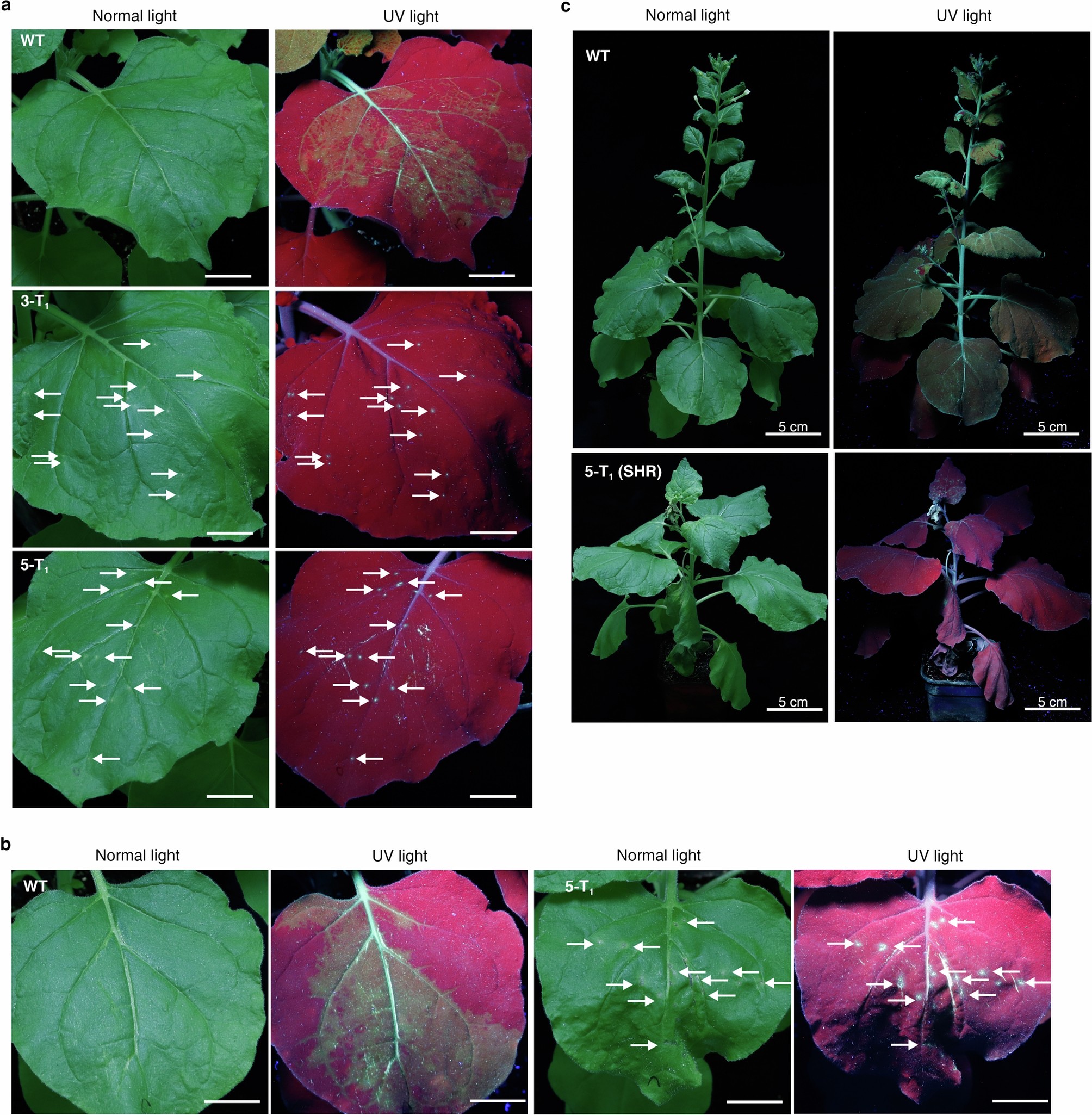 Extended Data Fig. 2: HA-PCSPVY-aTm-22 confers resistance against PVY-GFP.