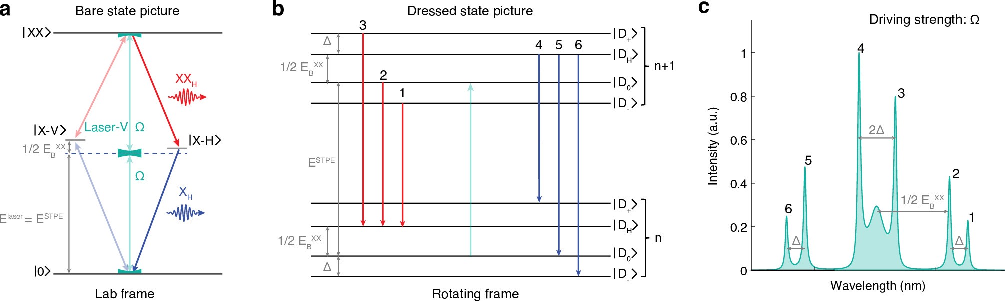 Extended Data Fig. 7: Dressed state picture of the energy levels under CW two-photon resonant excitation.