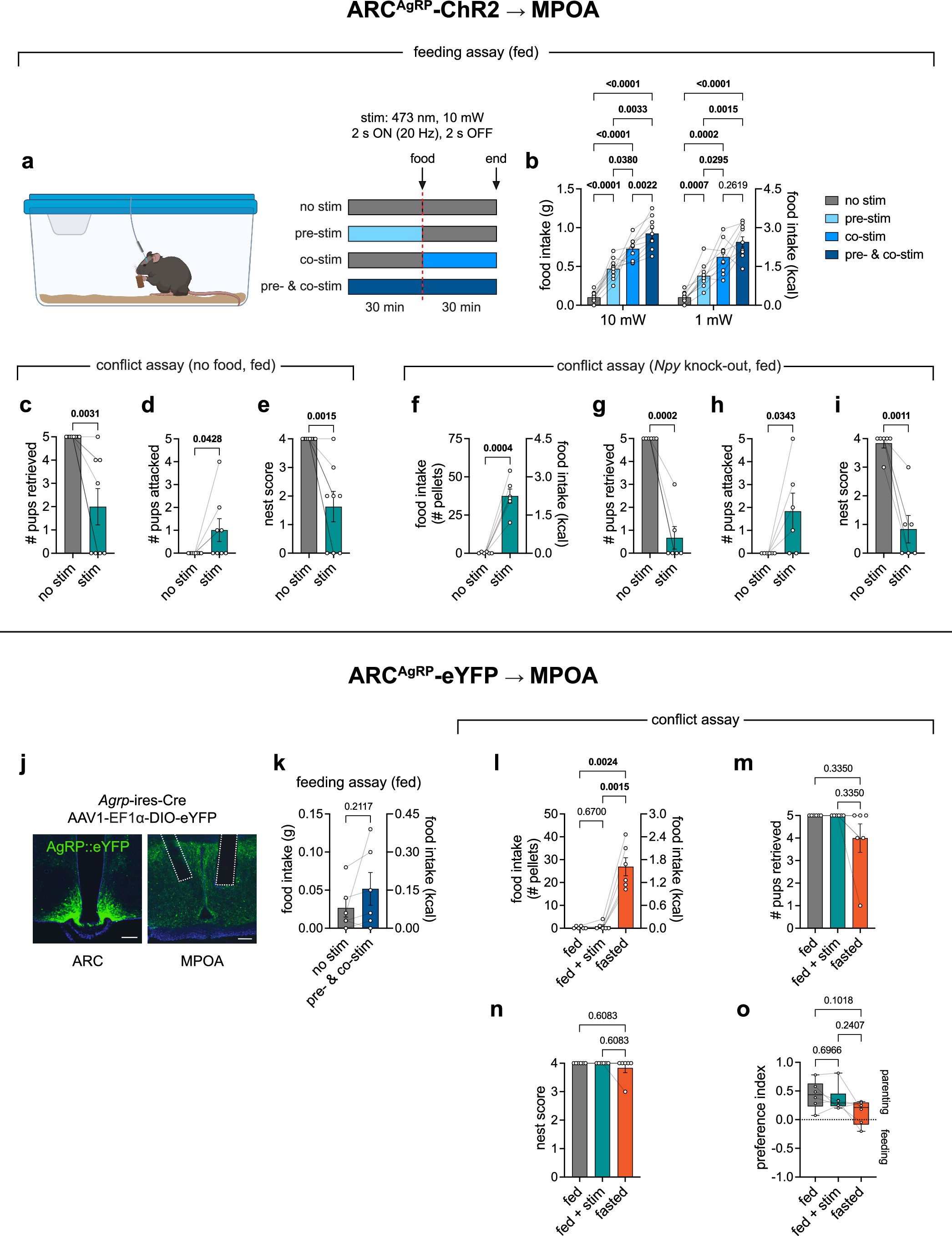 Extended Data Fig. 4: Photostimulation of ARCAgRP projections to MPOA expressing ChR2 or eYFP.