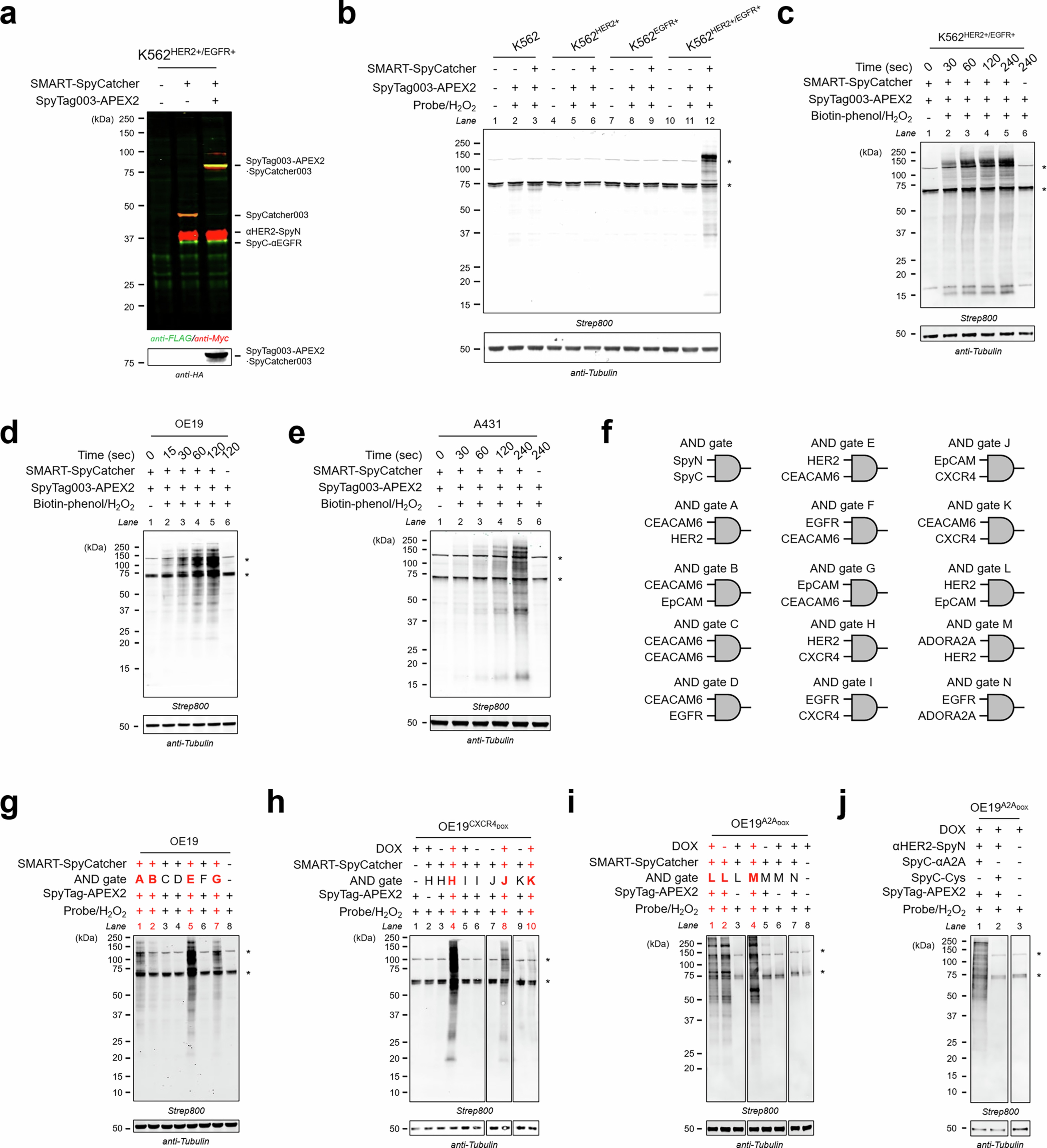 Extended Data Fig. 8