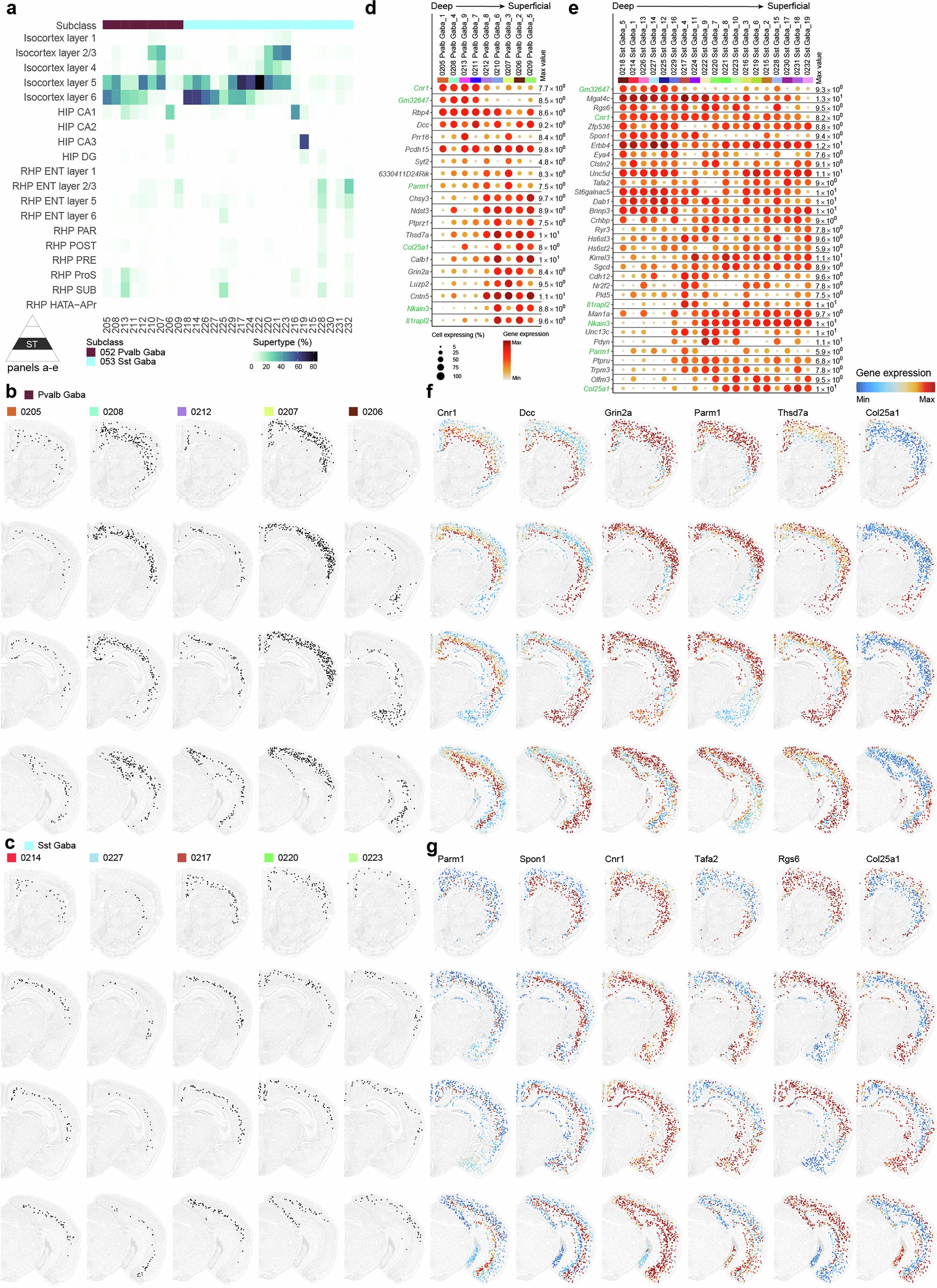 Extended Data Fig. 10: Laminar distribution and gene expression gradients of MGE GABAergic neurons in cortex and hippocampal formation.