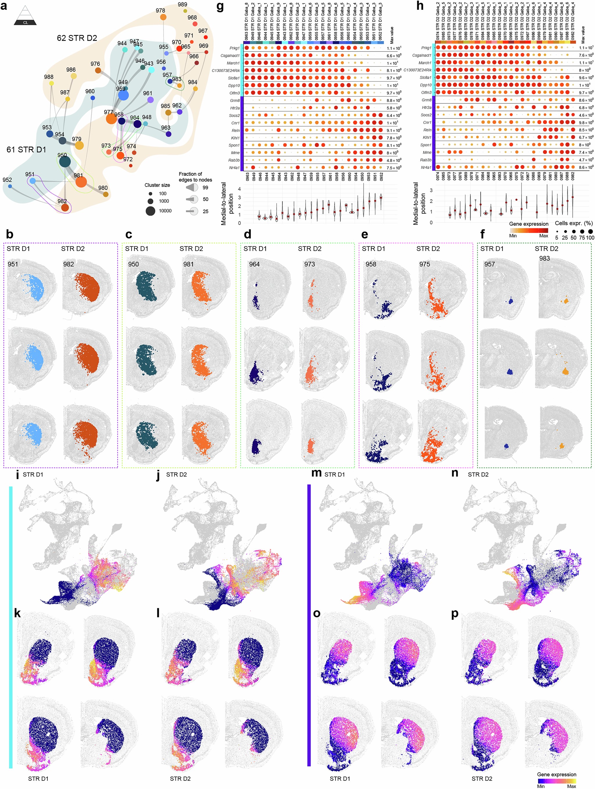 Extended Data Fig. 11: Gene signatures defining shared gradients in D1 and D2 medium spiny neurons.