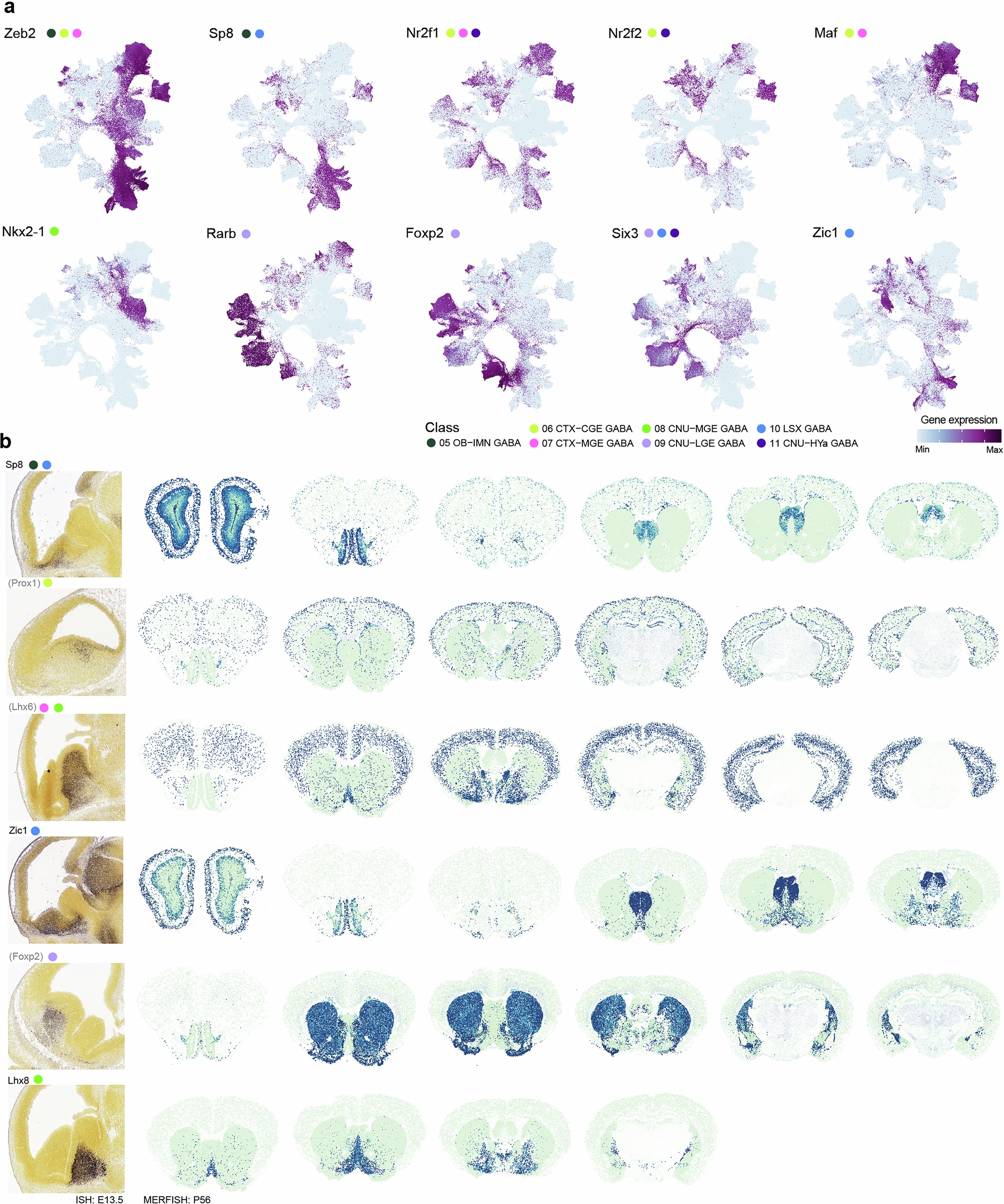 Extended Data Fig. 15: Transcription factor expression marking developmental lineages.