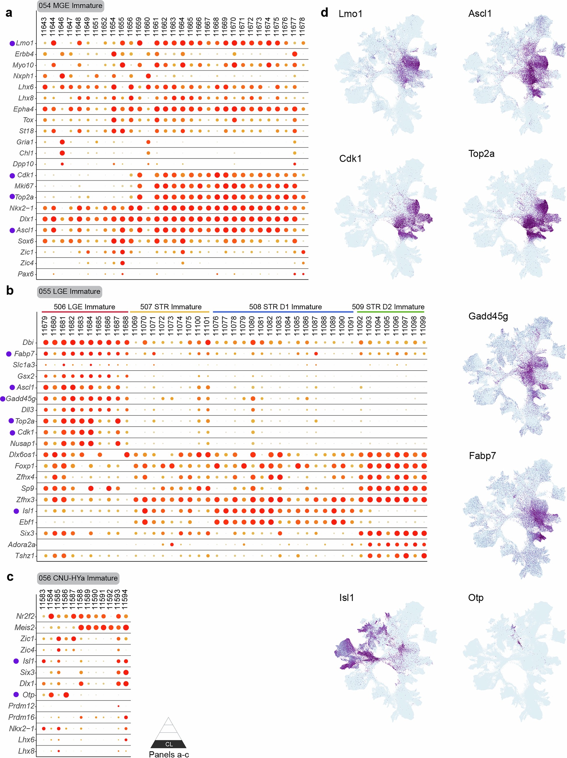 Extended Data Fig. 16: Gene signatures of immature neuronal populations.