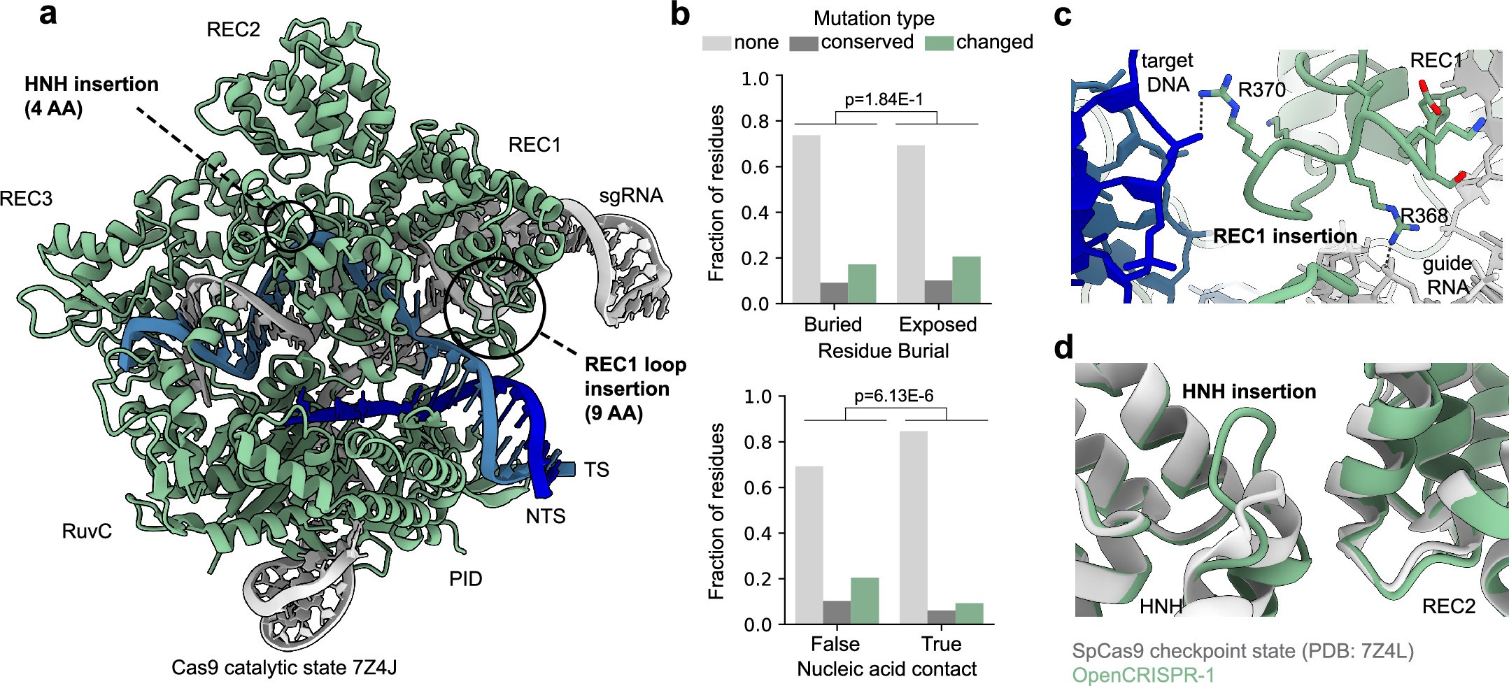 Extended Data Fig. 10: Structural analysis of OpenCRISPR-1.