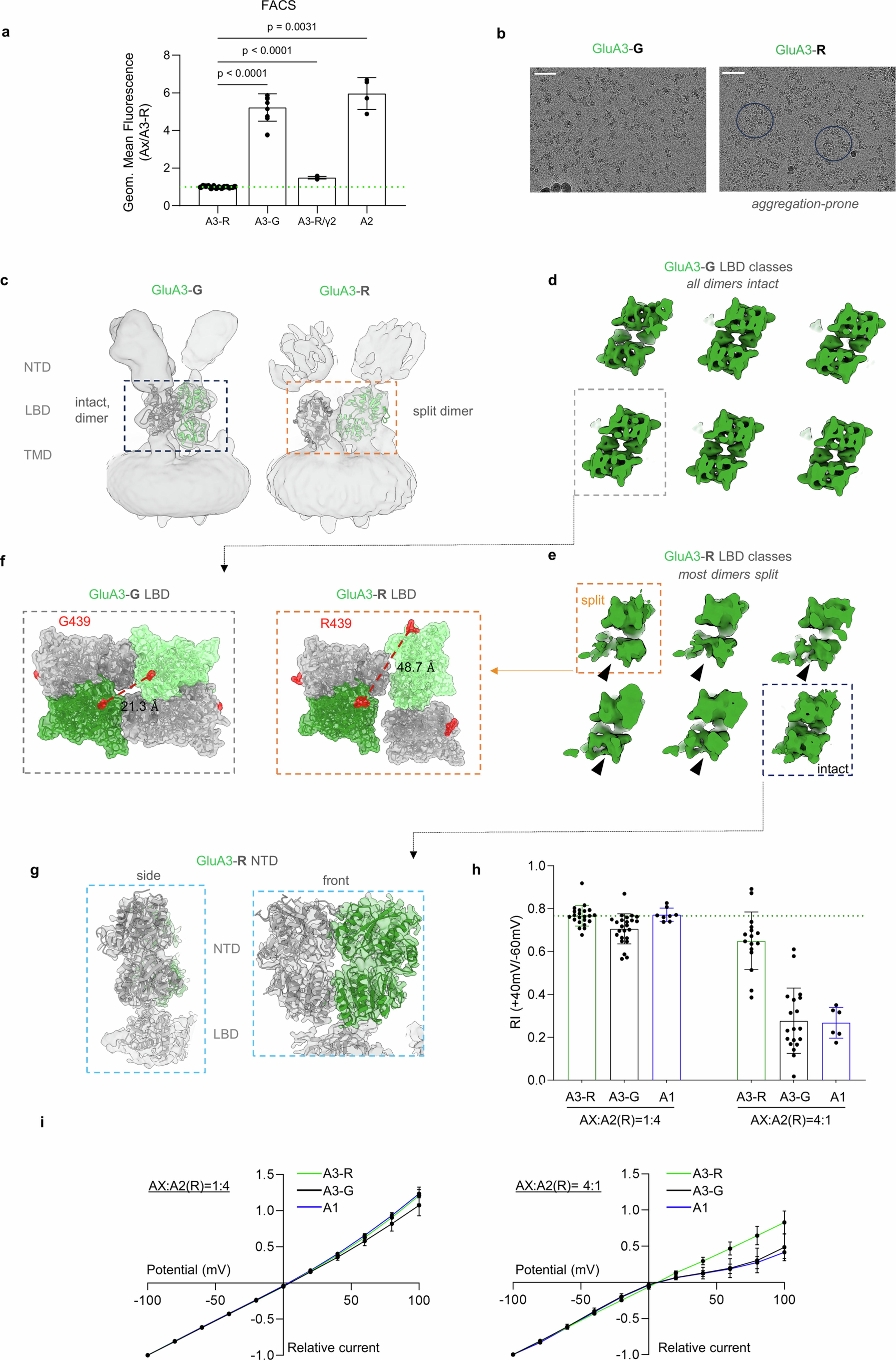 Extended Data Fig. 6: Structural and functional comparison of GluA3-R and GluA3-G.