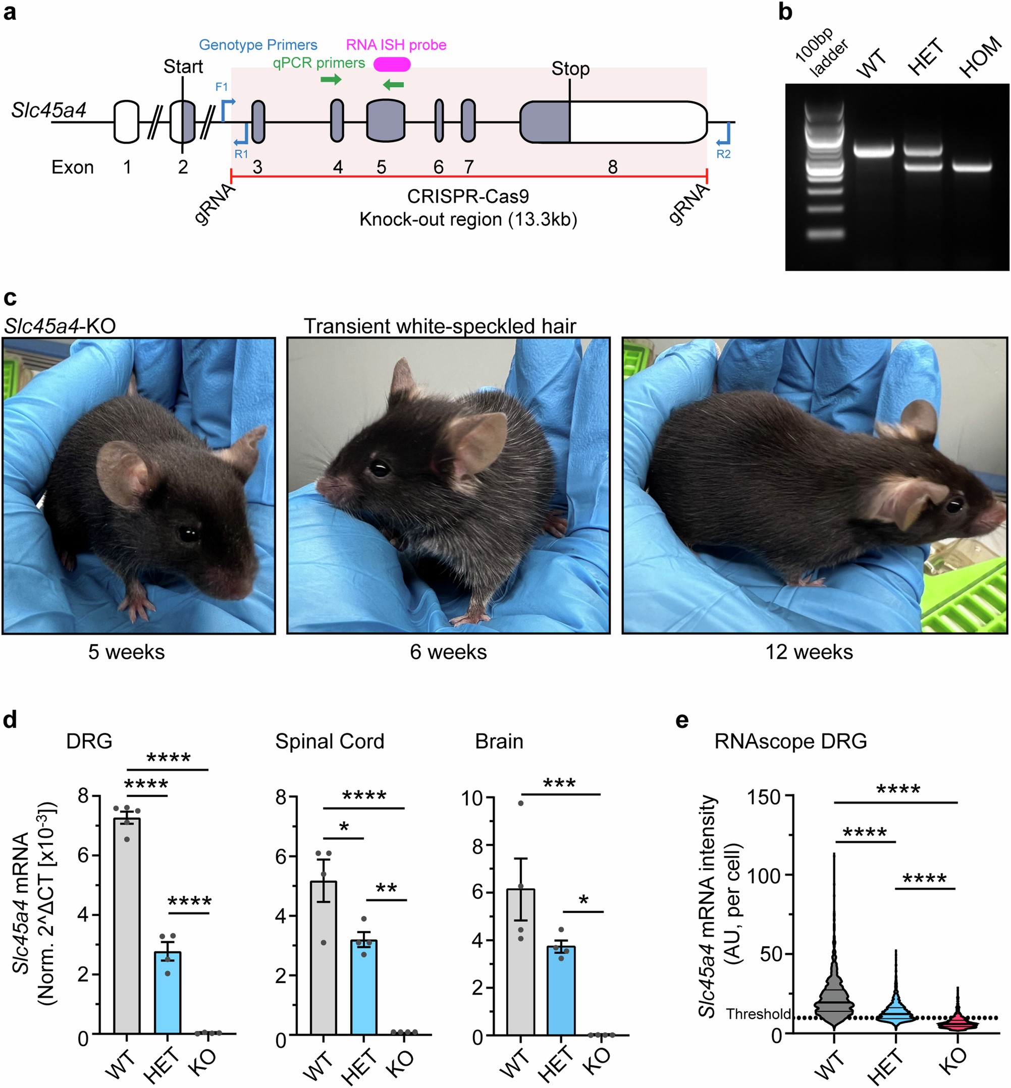 Extended Data Fig. 7: Generation and validation of an Slc45a4 KO mouse.