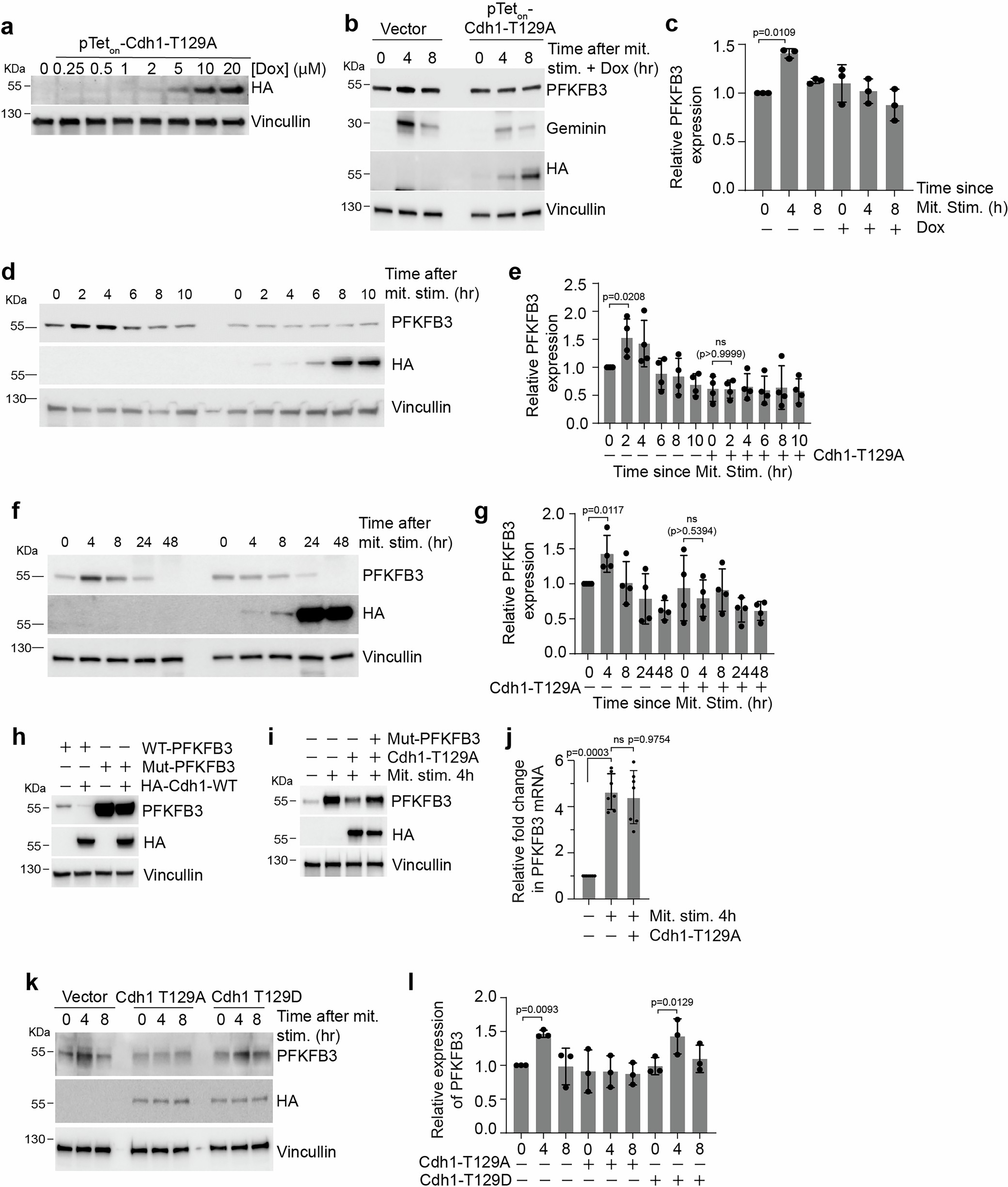 Extended Data Fig. 8: Transient accumulation of PFKFB3 is dependent on Cdh1-T129 phosphorylation by mTOR.