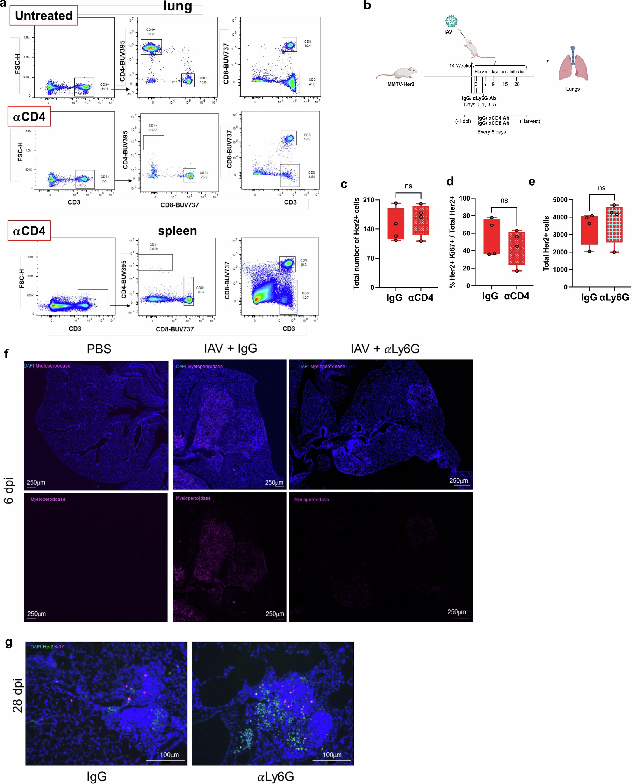 Extended Data Fig. 5: Validation of CD4 and Ly6G depletion.