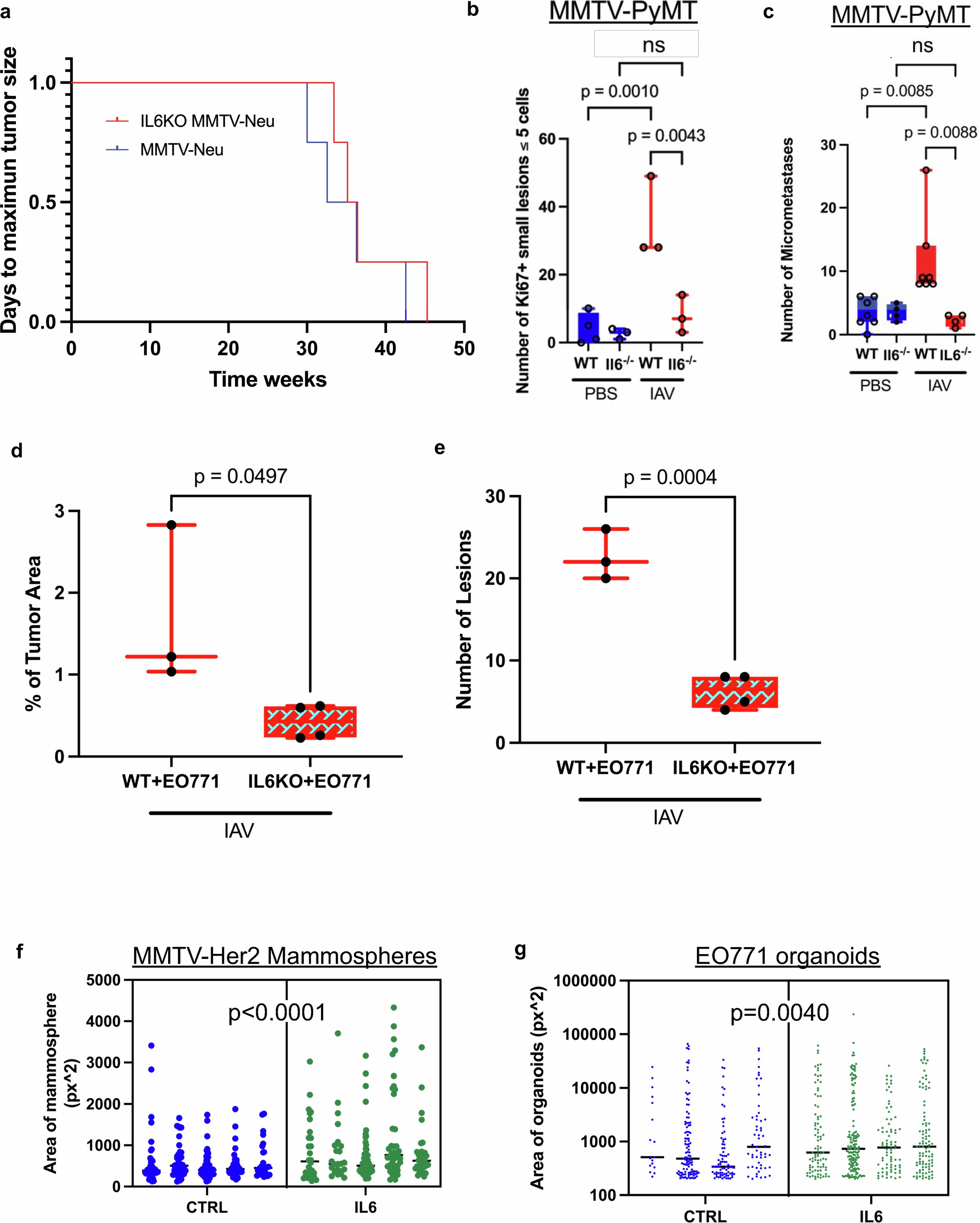 Extended Data Fig. 3: Primary tumor burden of MMTV-Her2 and IL-6 KO/MMTV-Her2 mice and further characterization of IL6KO metastasis post IAV.