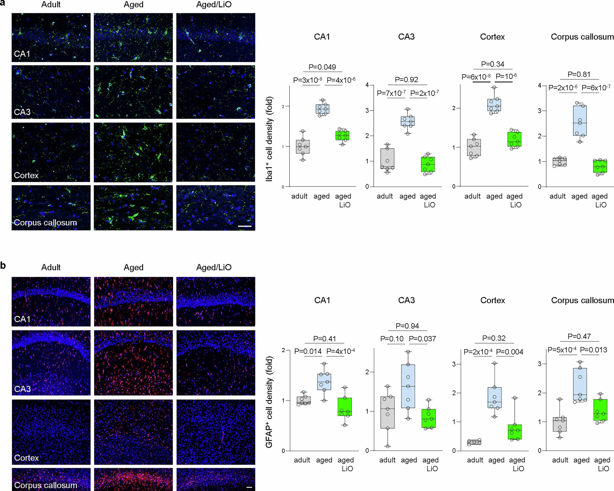 Extended Data Fig. 11: Lithium orotate prevents age-related neuroinflammation.