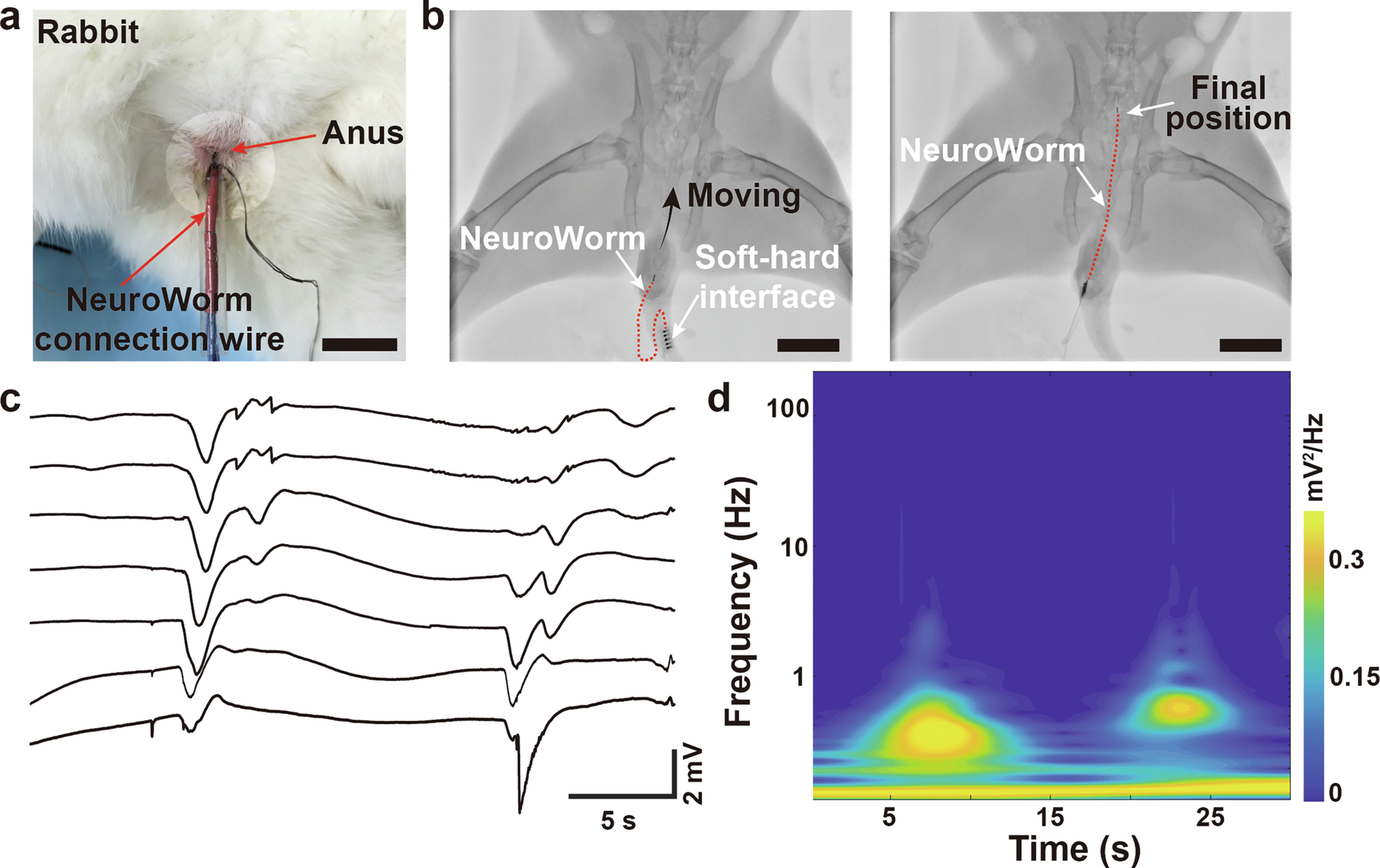 Extended Data Fig. 7: Intraluminal intestinal electrical signal recording in the rabbit colon.
