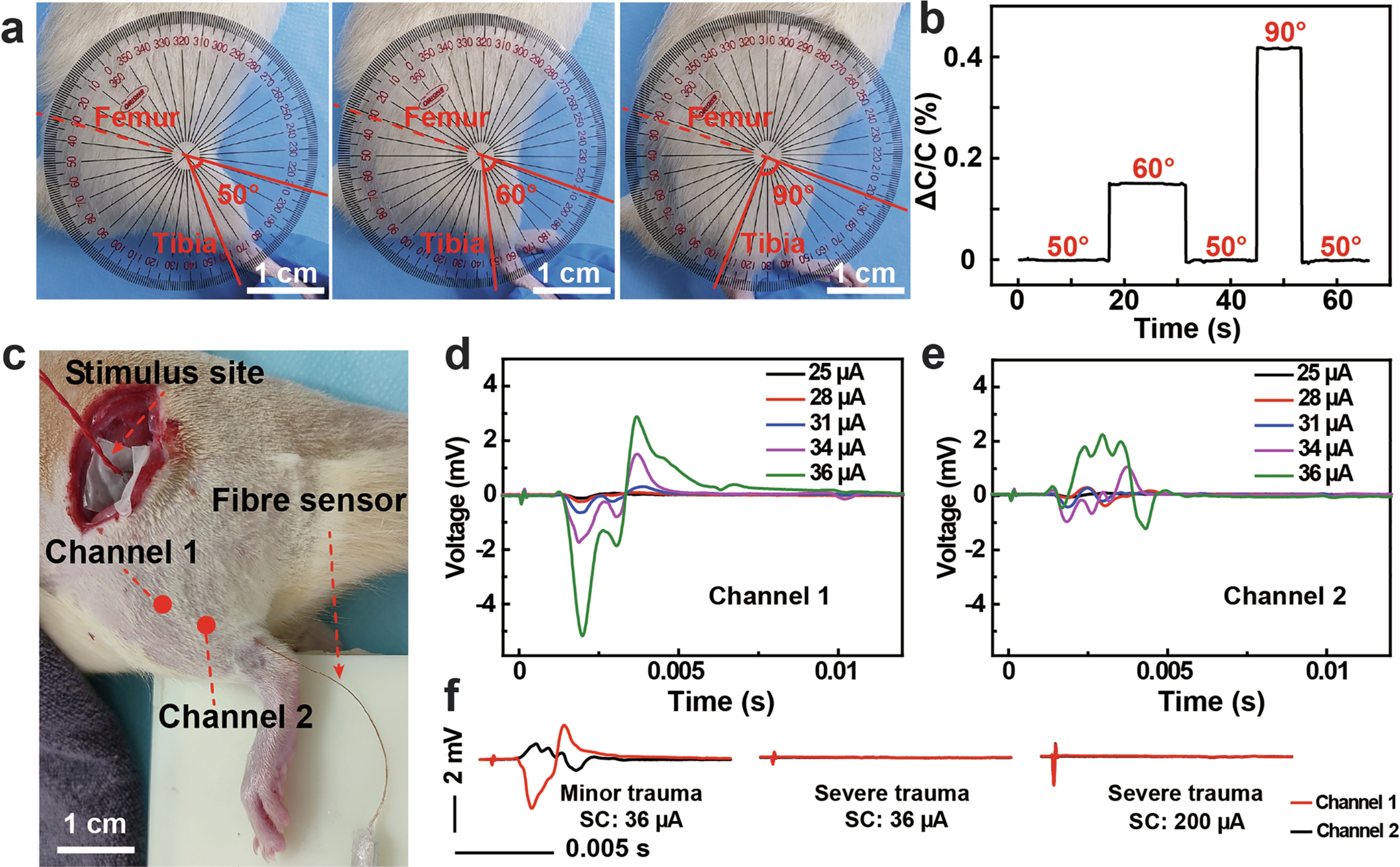 Extended Data Fig. 8: Muscle flexion angle sensing and CMAP potential recording.