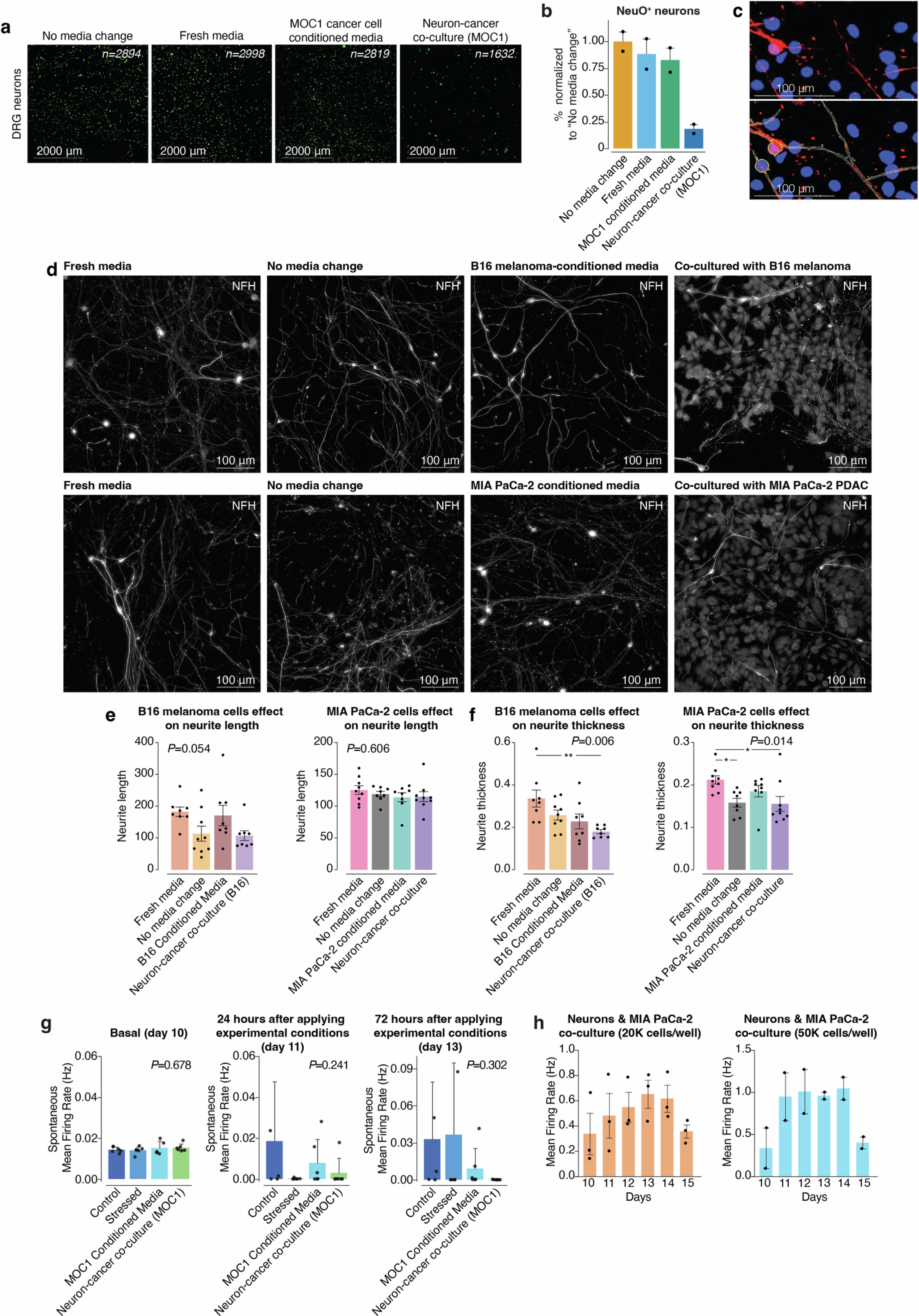 Extended Data Fig. 5: Effect of culture media exchange and cancer cell co-culture on neuron viability and activity.