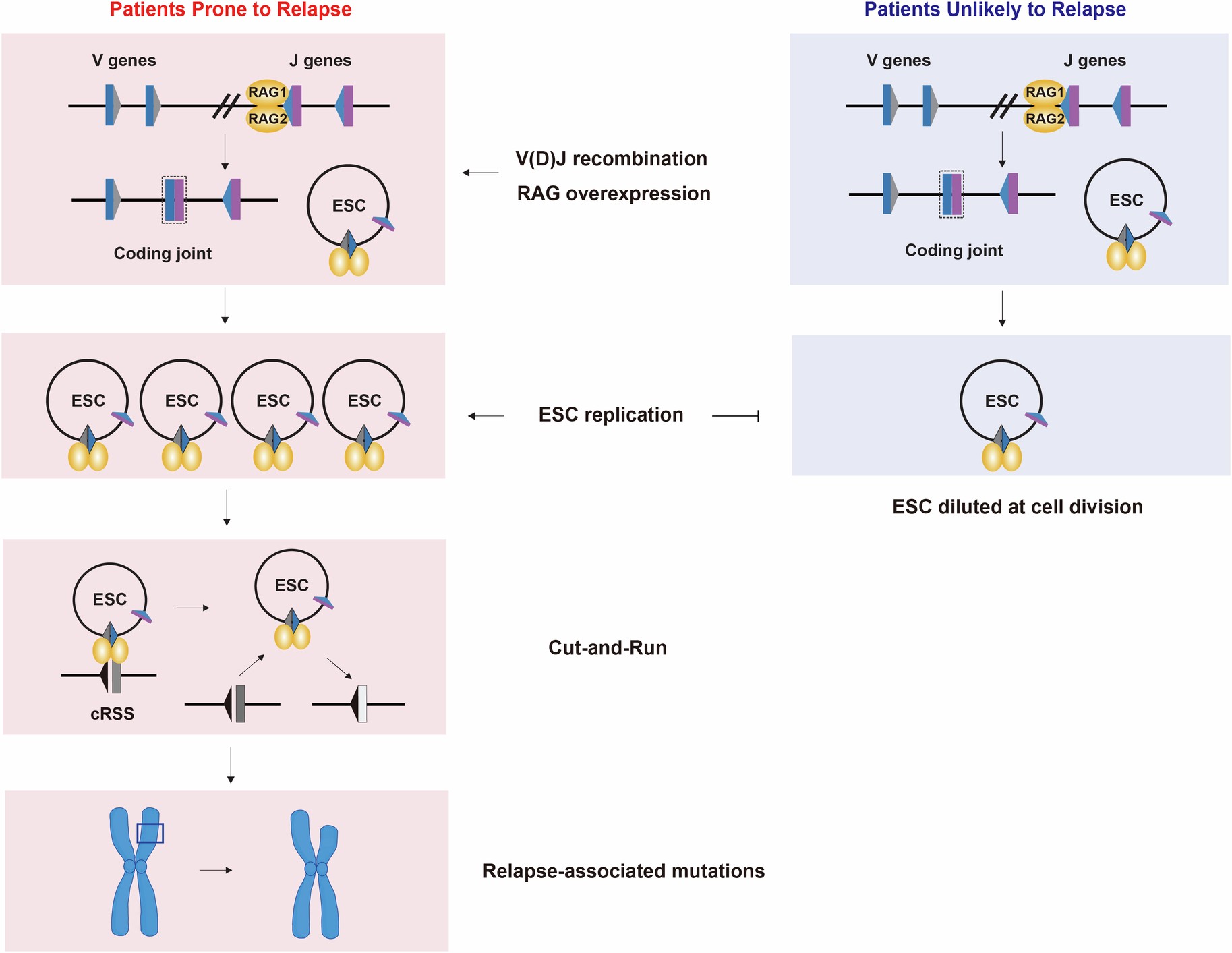 Extended Data Fig. 11: Model outlining the impact of increased ESC levels on BCP-ALL progression.