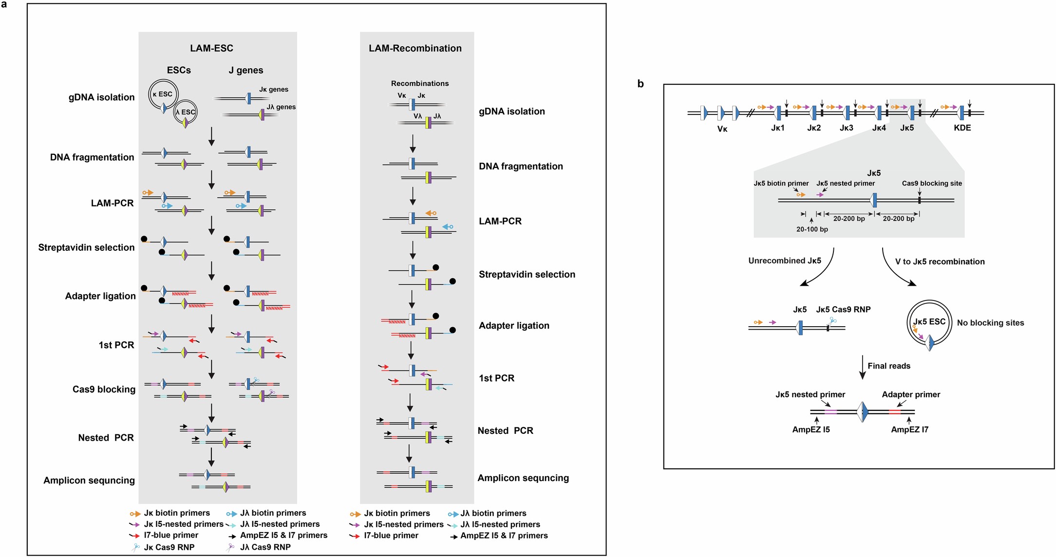 Extended Data Fig. 3: Schematic of LAM-ESC and LAM-recombination methods.