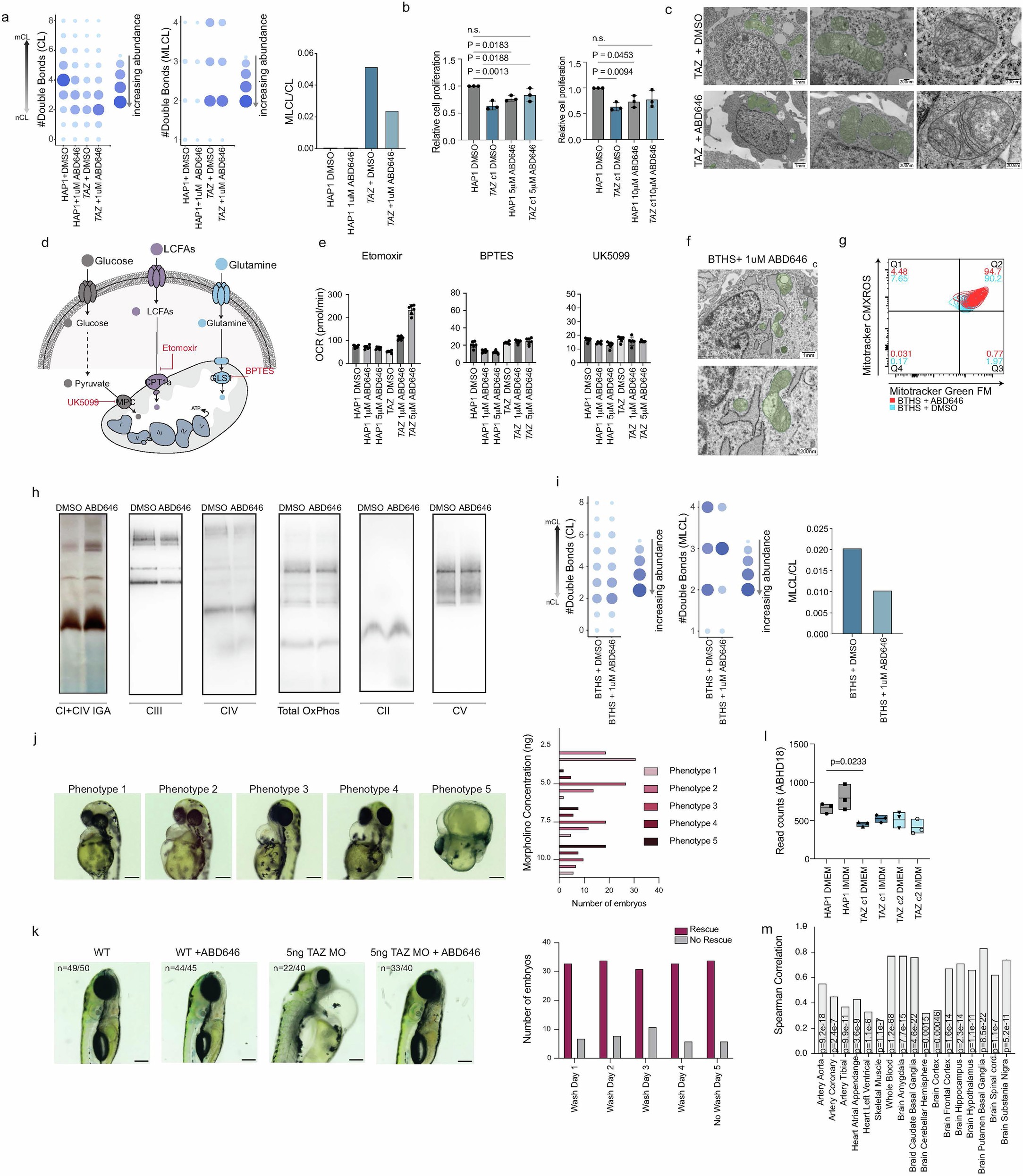Extended Data Fig. 5: ABD646 treatment mimics ABHD18 LOF phenotypes.