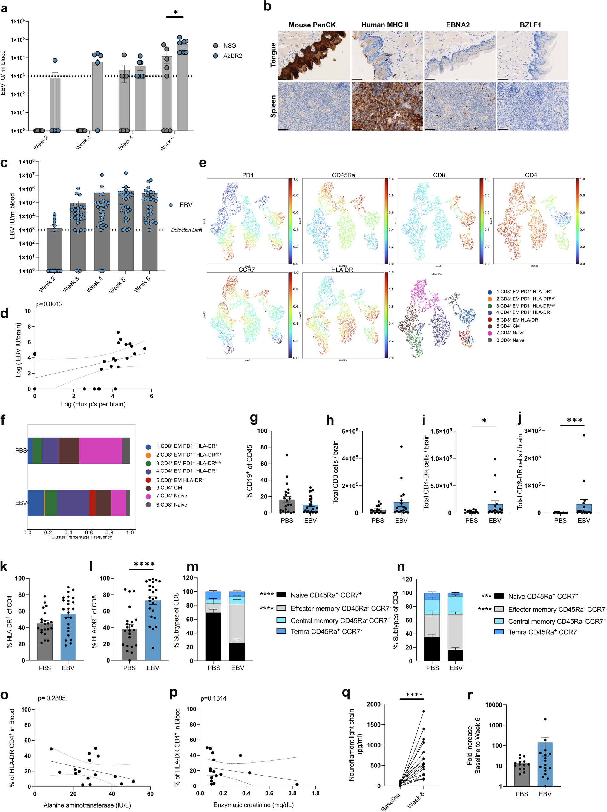 Extended Data Fig. 1: T cell infiltration into the CNS and associated NfL release.