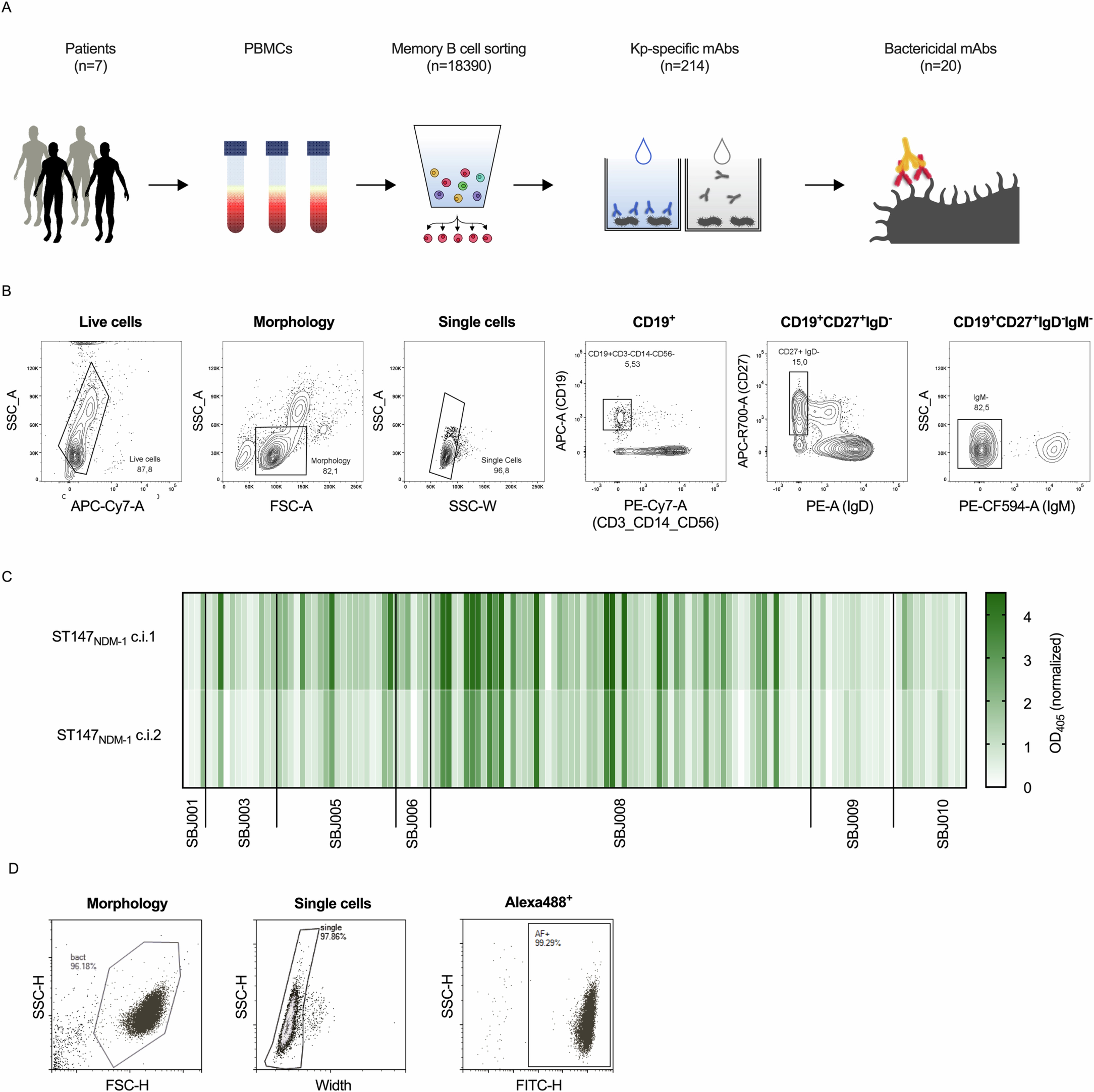 Extended Data Fig. 2: Agnostic-based approach for antibody isolation and selection, related to Fig. 2.