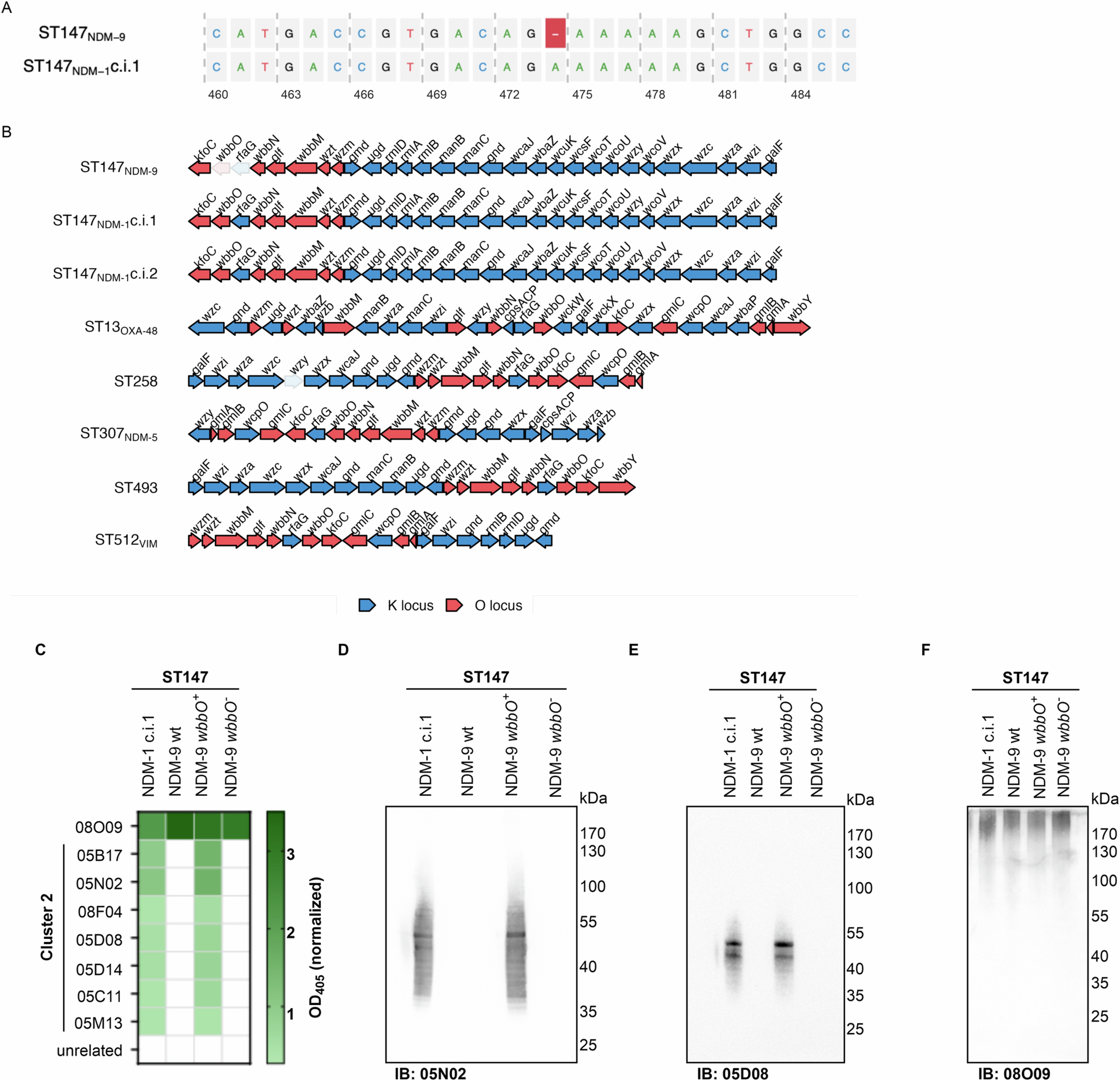 Extended Data Fig. 4: Characterization of ST147NDM-1 c.i.1 and ST147NDM-9, related to Fig. 2.