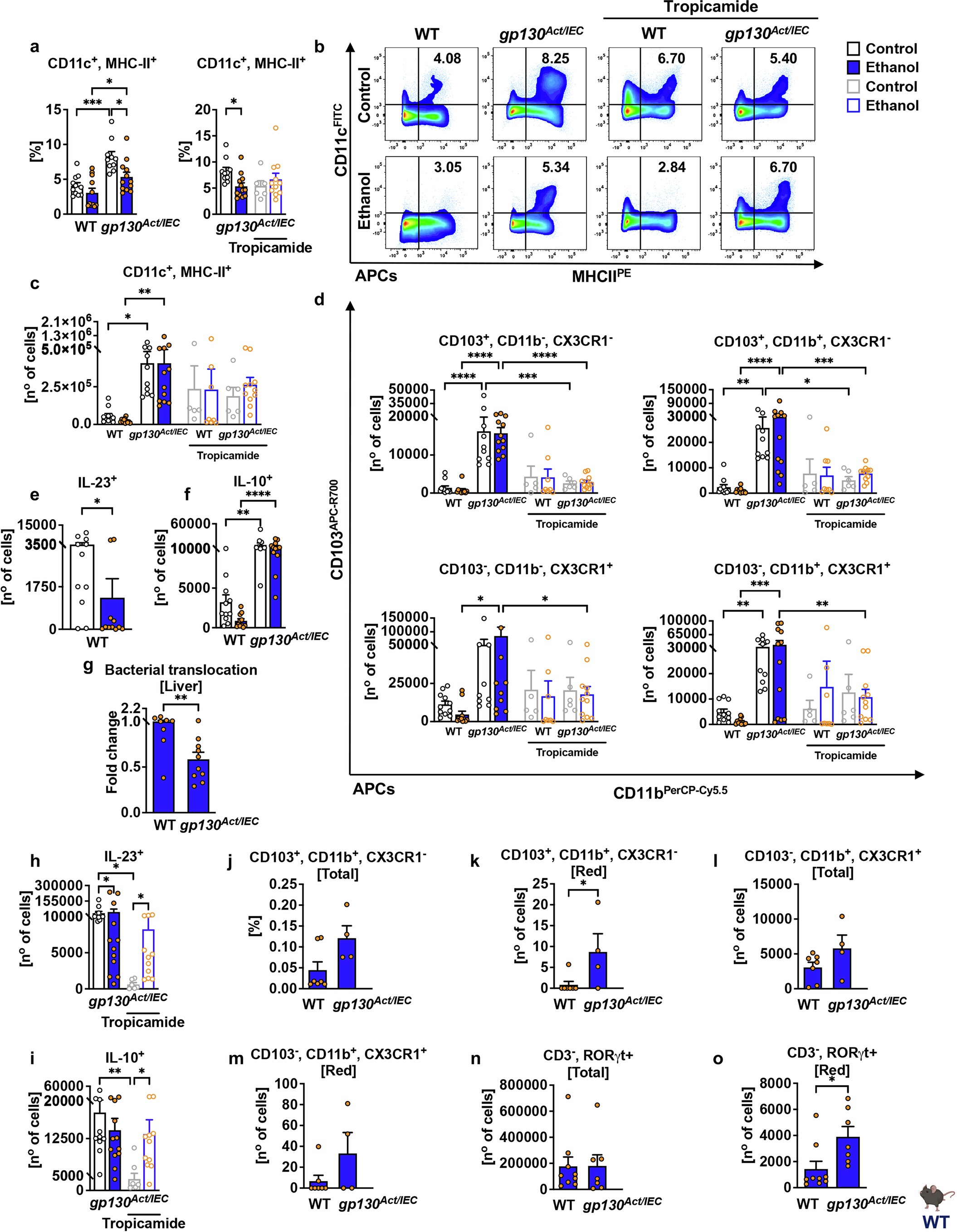 Extended Data Fig. 5: IL6ST signalling in IEC regulates SI LP-APCs.