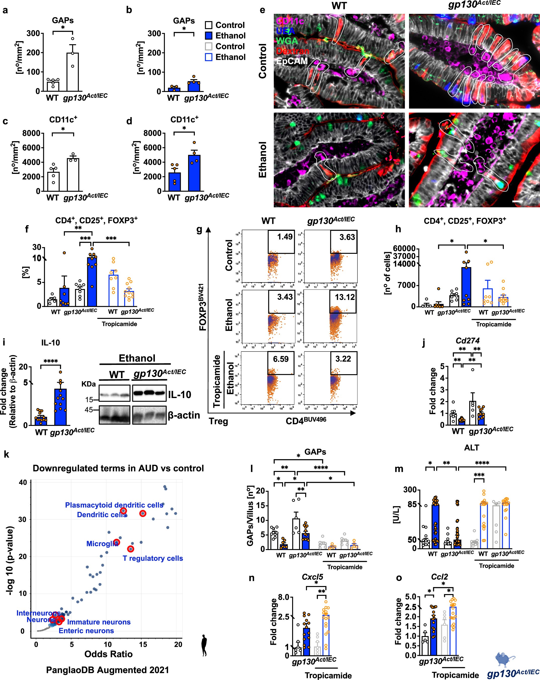Extended Data Fig. 6: IL6ST signalling in IECs increases SI LP-APCs and Tregs and blunts ethanol-induced steatohepatitis.