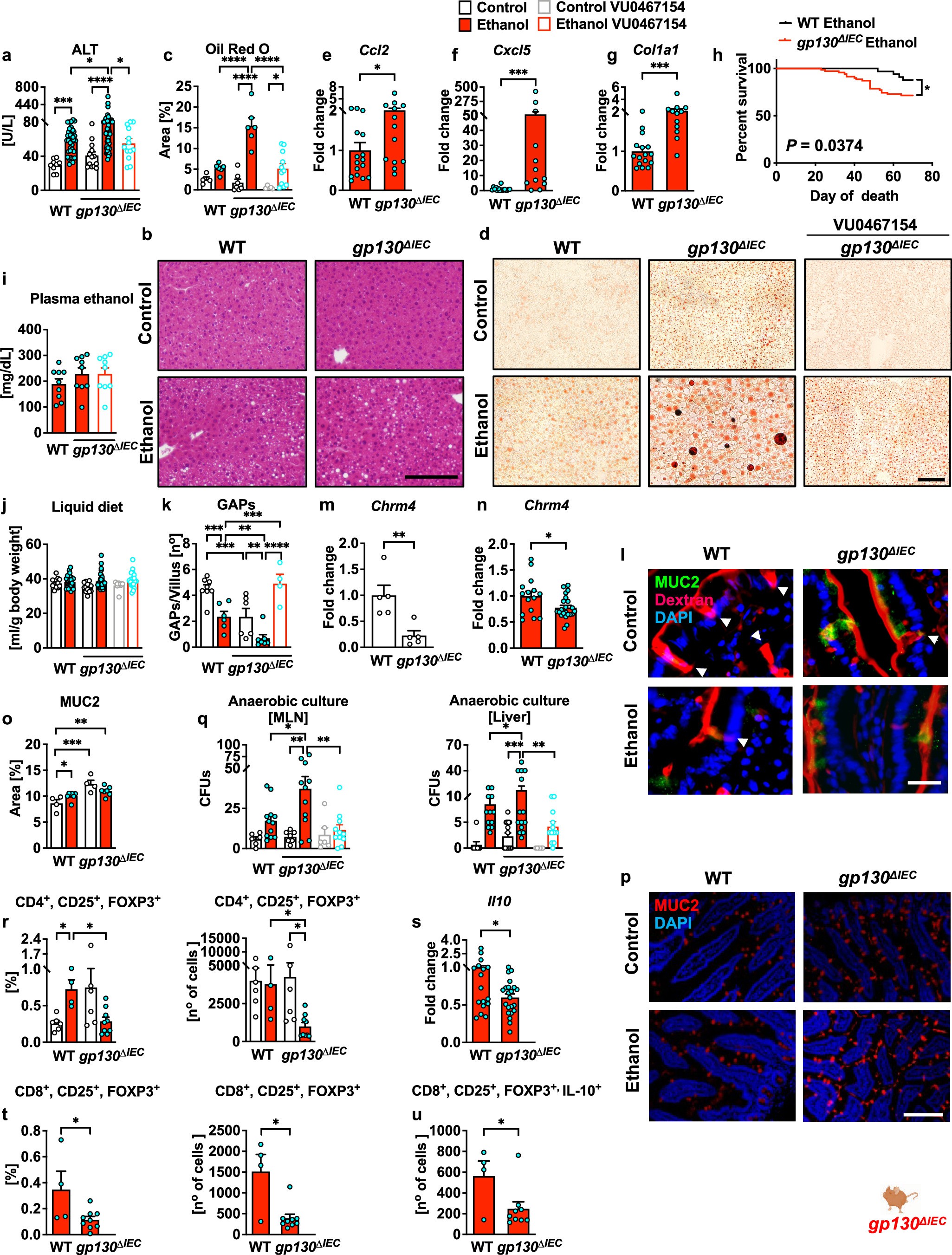 Extended Data Fig. 8: IEC-specific IL6ST ablation exacerbates ethanol-induced liver disease, inhibits SI GAP formation, and alters the LP-immune landscape.