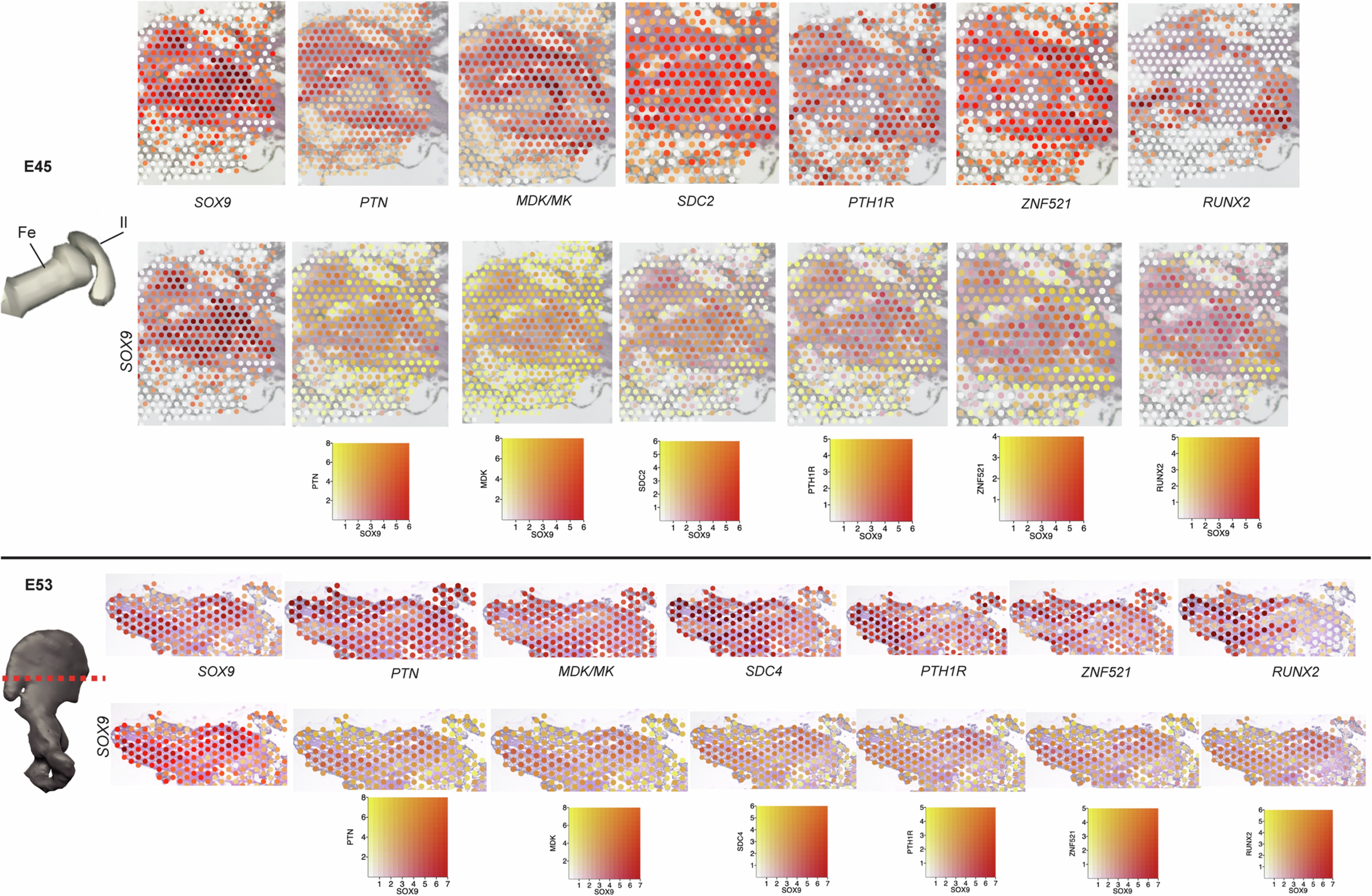 Extended Data Fig. 8: Co-expression profiles for SOX9 against PTN and MK pathways and SOX9’s downstream targets at E45, E53.