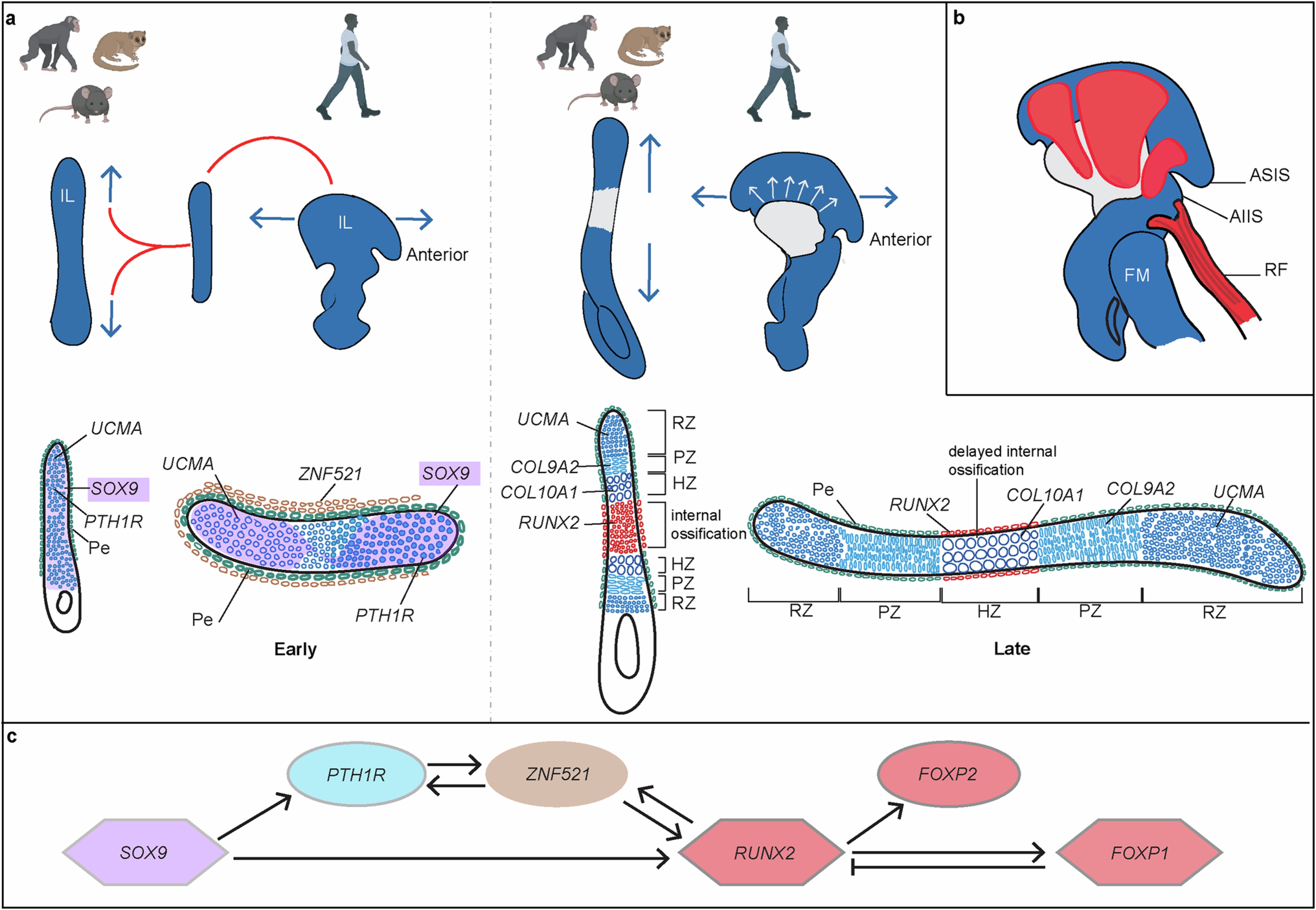 Extended Data Fig. 1: A putative gene regulatory network (GRN) underlying the dual structural novelties of the human ilium.