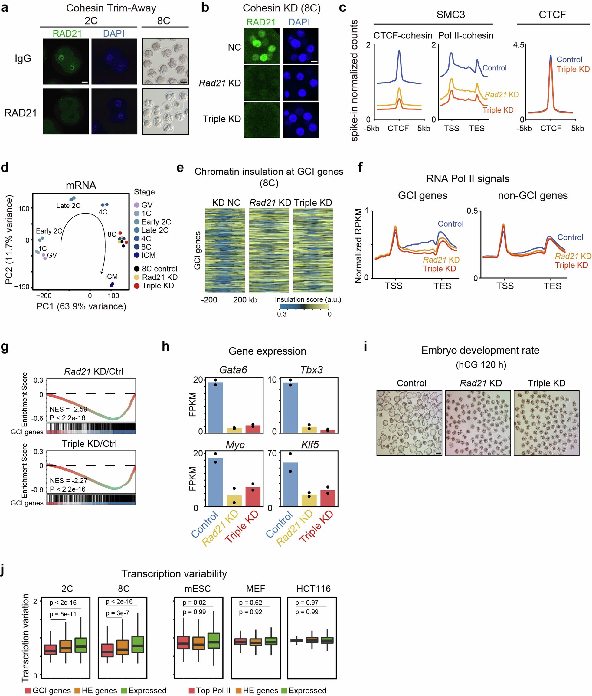 Extended Data Fig. 10: GCIs form contact domains with nearby CTCF and facilitate both transcription amplitude and stability of GCI genes.