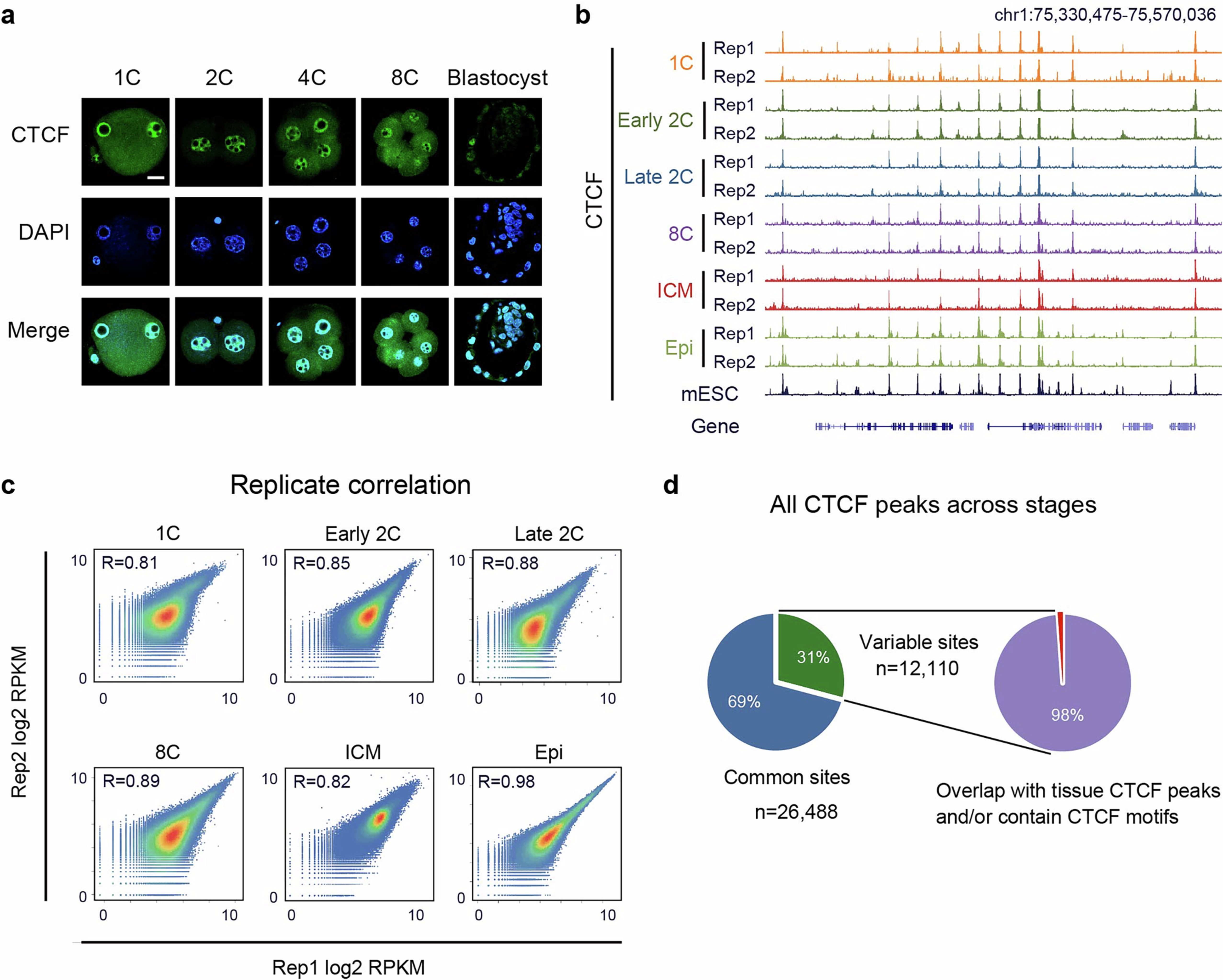 Extended Data Fig. 1: Validation of CTCF CUT&RUN data.
