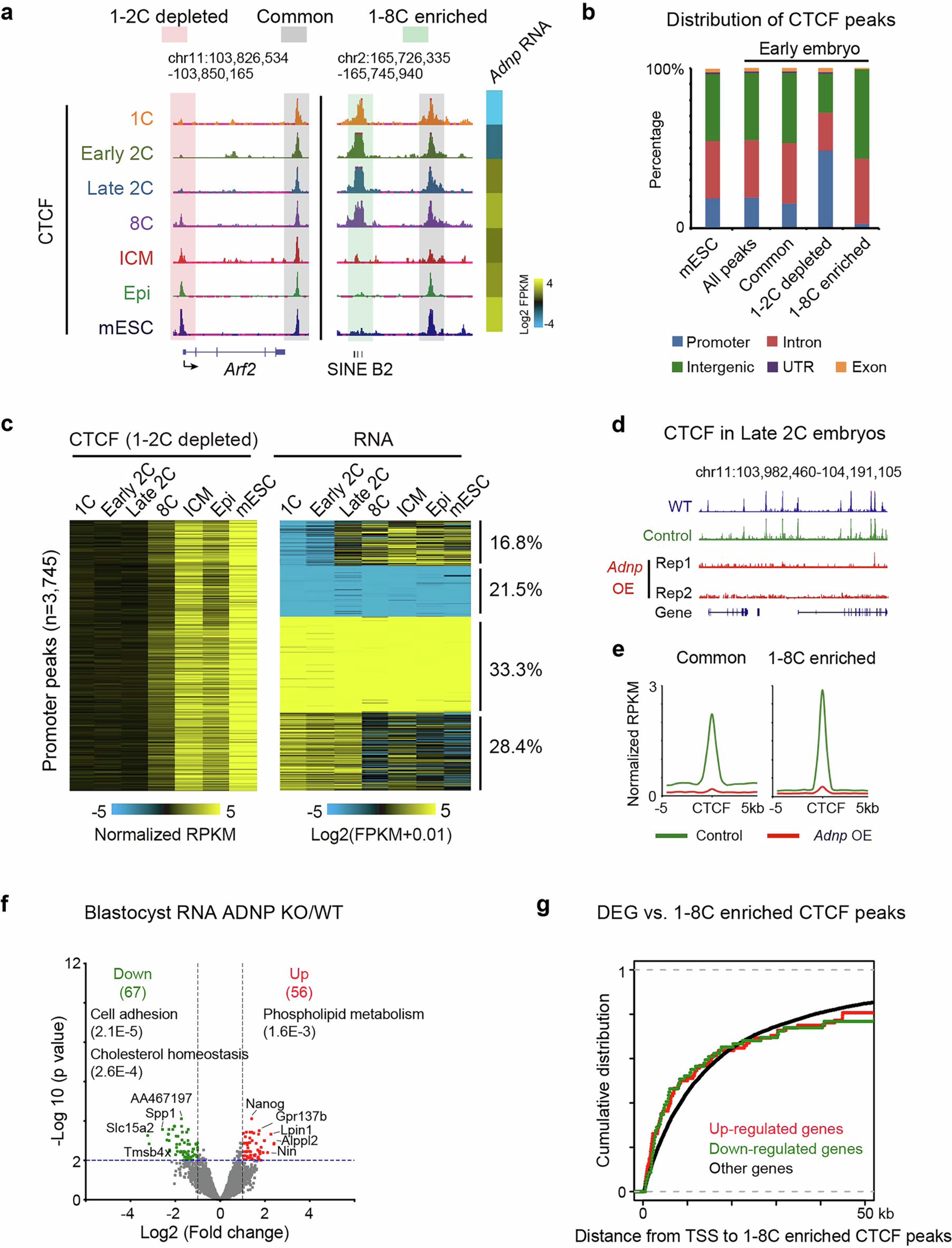 Extended Data Fig. 2: Characterization of stage-specific CTCF peaks in mouse early development.