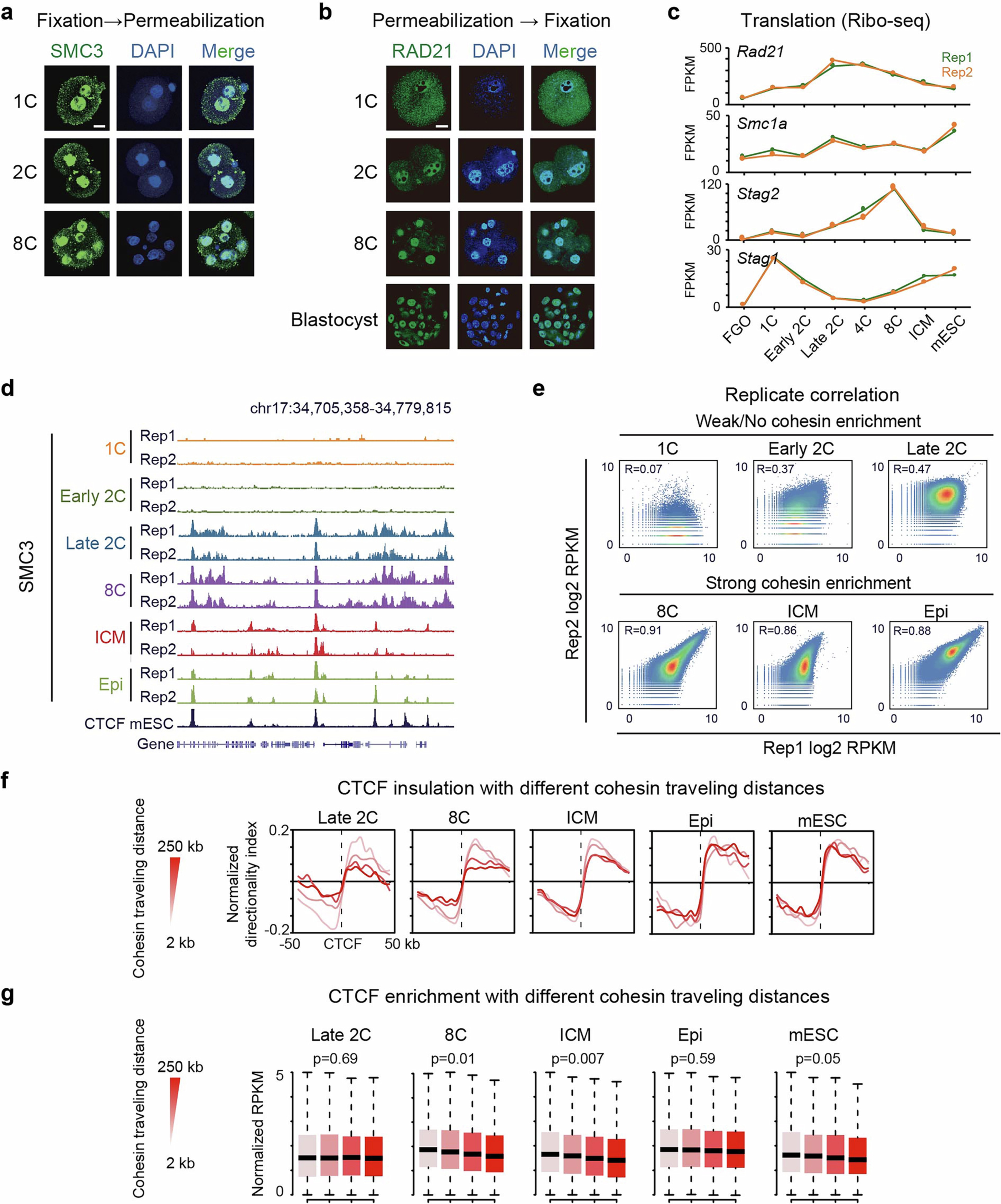 Extended Data Fig. 3: Validation of SMC3 CUT&RUN data.