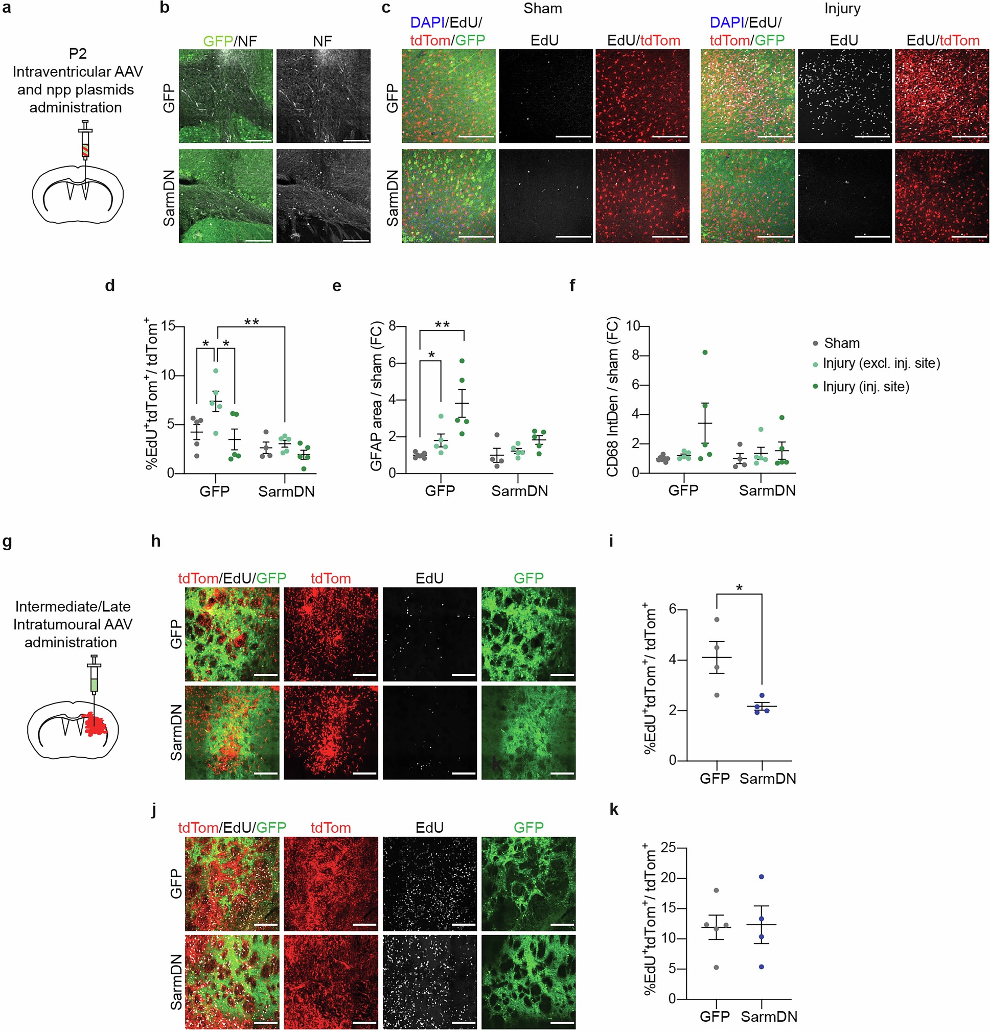 Extended Data Fig. 6: Neuron-specific Sarm1 inactivation delays tumour development.