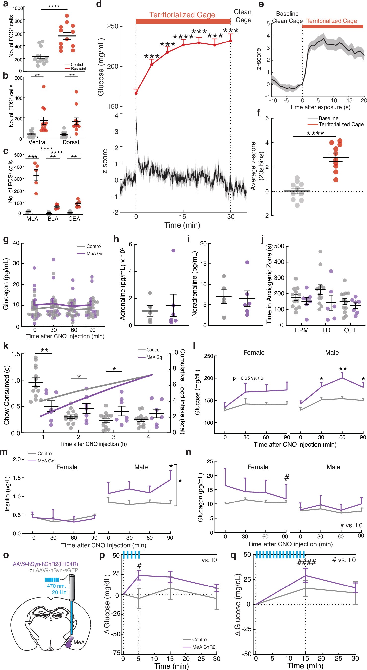 Extended Data Fig. 2: Medial amygdala activation by stressors to increase glucose.