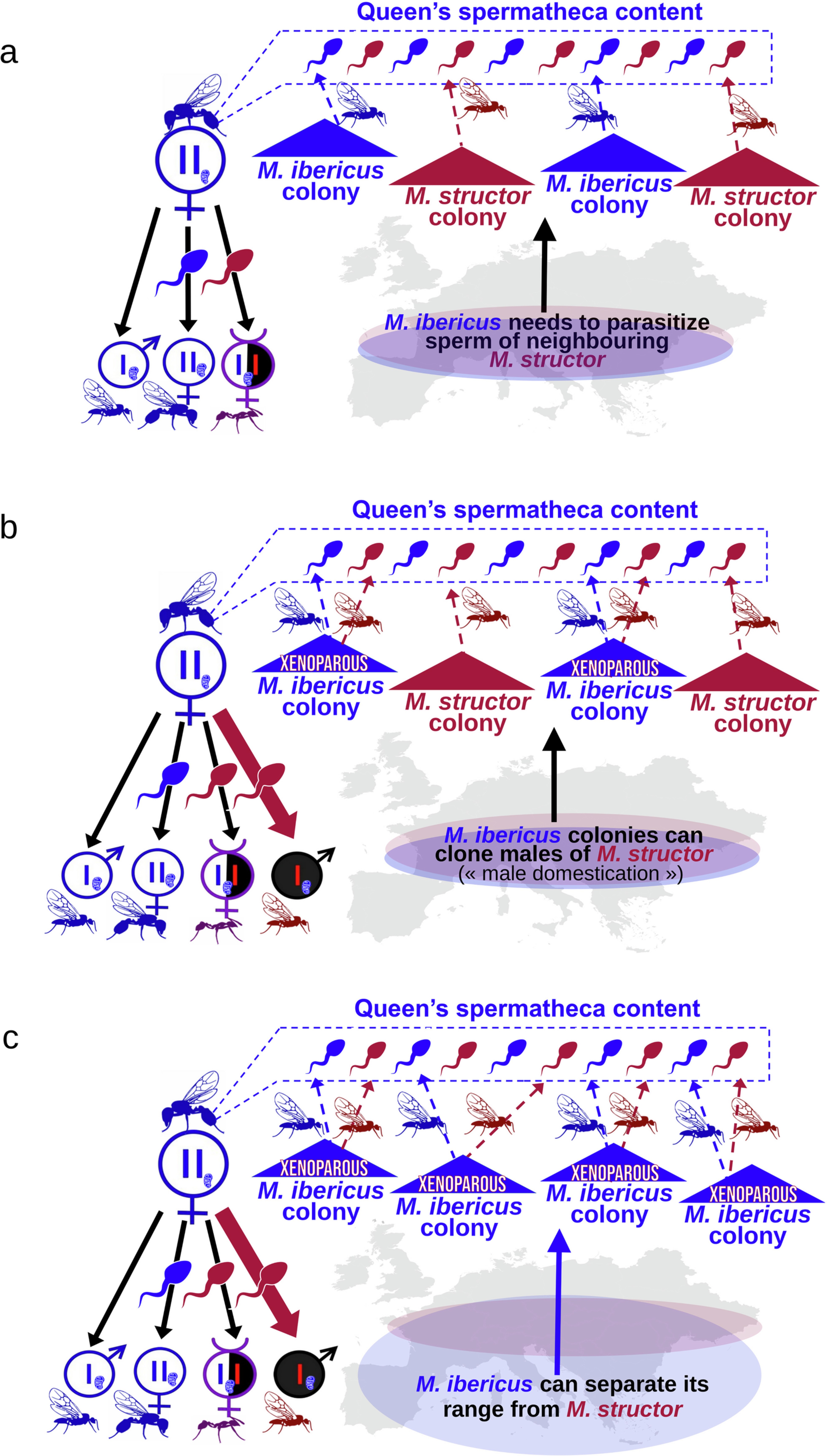 Extended Data Fig. 7: Schematic representation of geographical constraint release following male domestication.