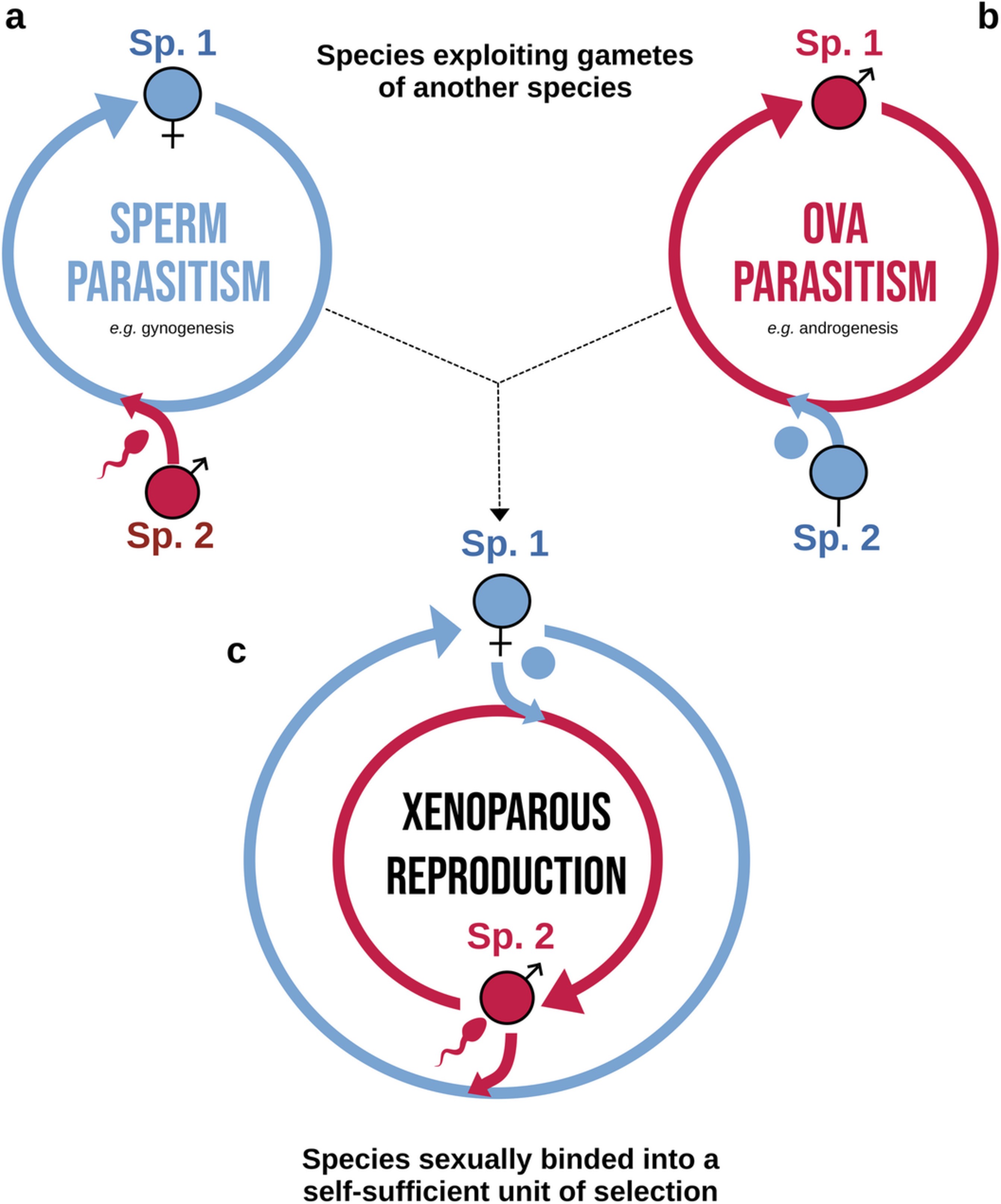 Extended Data Fig. 8: From sexual parasitisms to xenoparous reproduction.