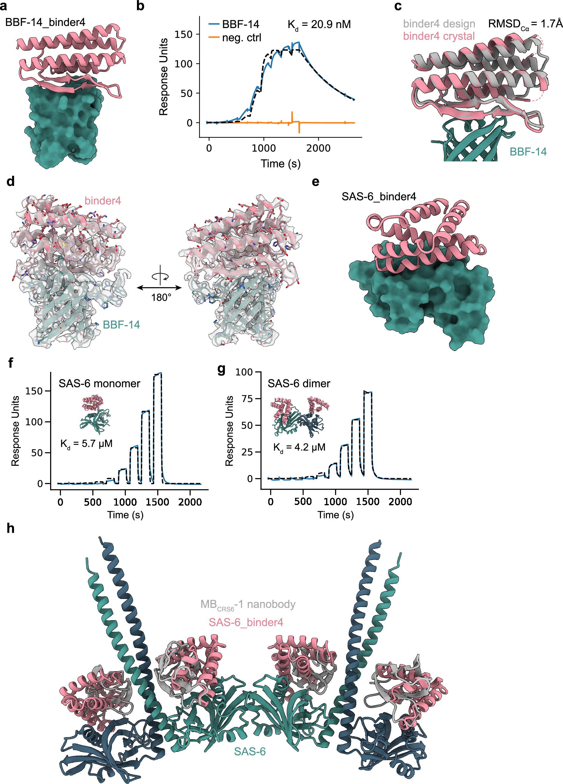 Extended Data Fig. 3: Targeting natural and de novo binding epitopes.