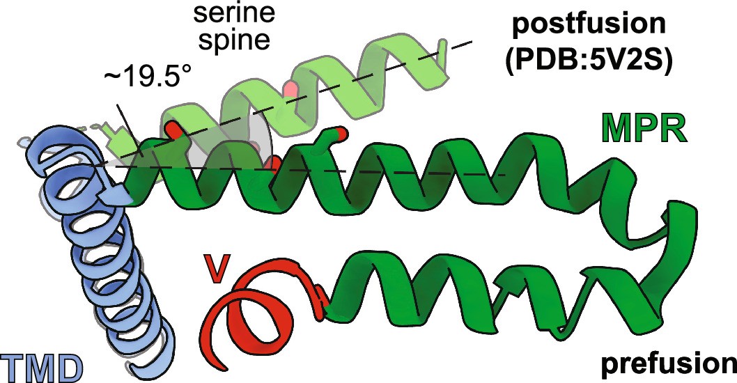 Extended Data Fig. 5: MPR change during fusion.