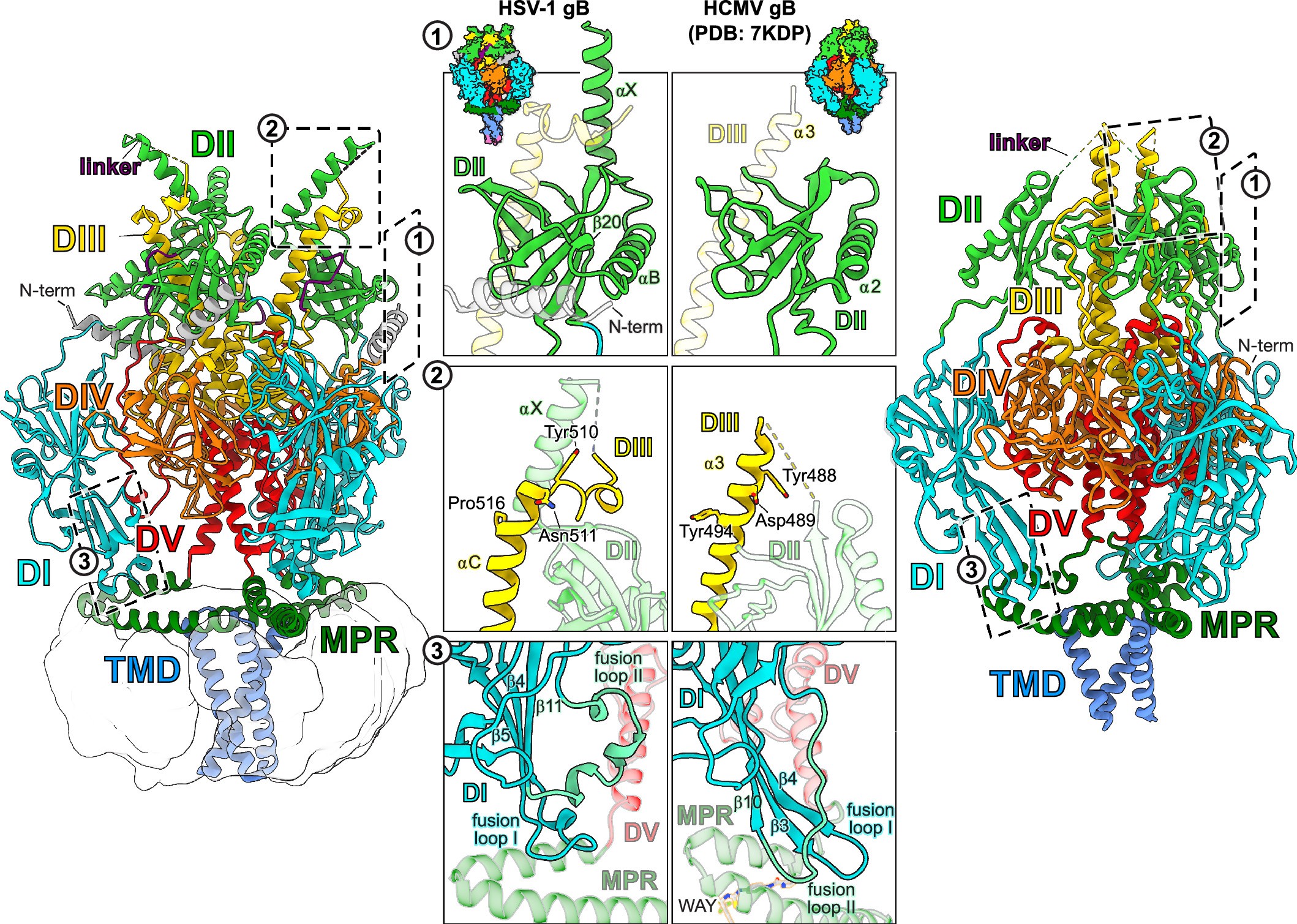 Extended Data Fig. 4: Structural differences between HSV-1 and HCMV prefusion gB.