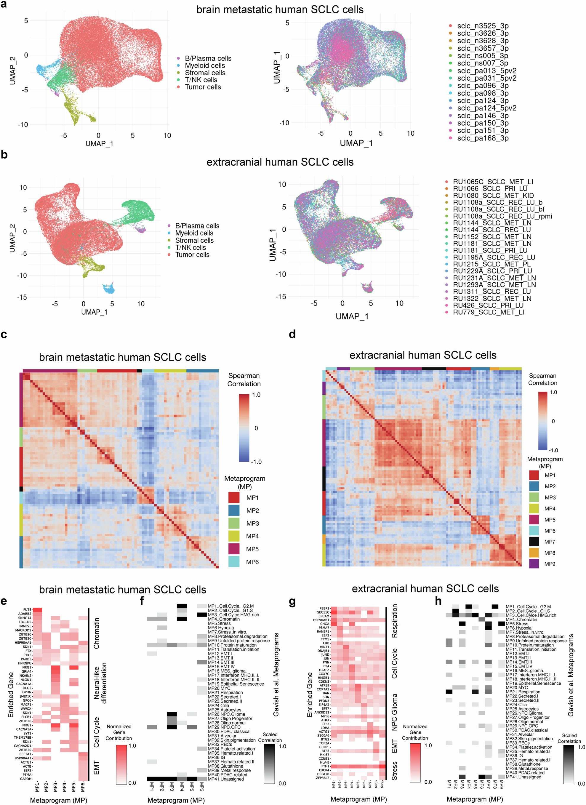 Extended Data Fig. 5: Human brain metastatic SCLC contains a subpopulation enriched for neural gene signatures.