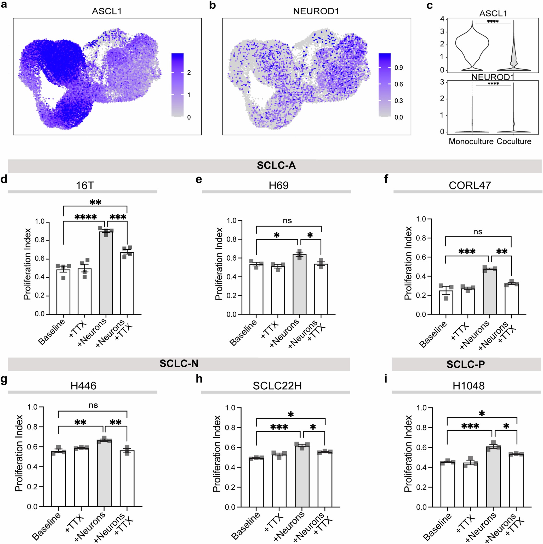 Extended Data Fig. 7: Human iPSC-derived glutamatergic neurons drive activity-dependent proliferation of multiple SCLC subtypes.