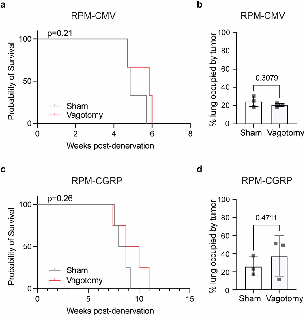 Extended Data Fig. 2: Denervation does not offer survival advantage for MYC-driven SCLC.