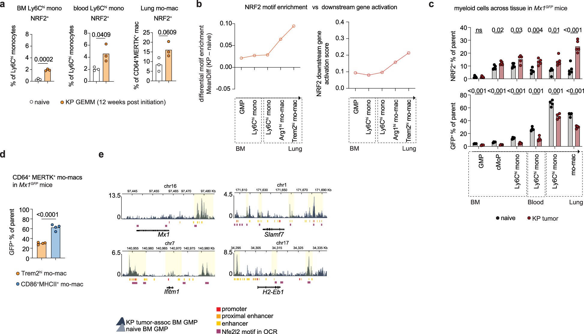 Extended Data Fig. 5: NRF2 signaling in tumor-infiltrating monocytic lineage dampens Type I IFN responsiveness.