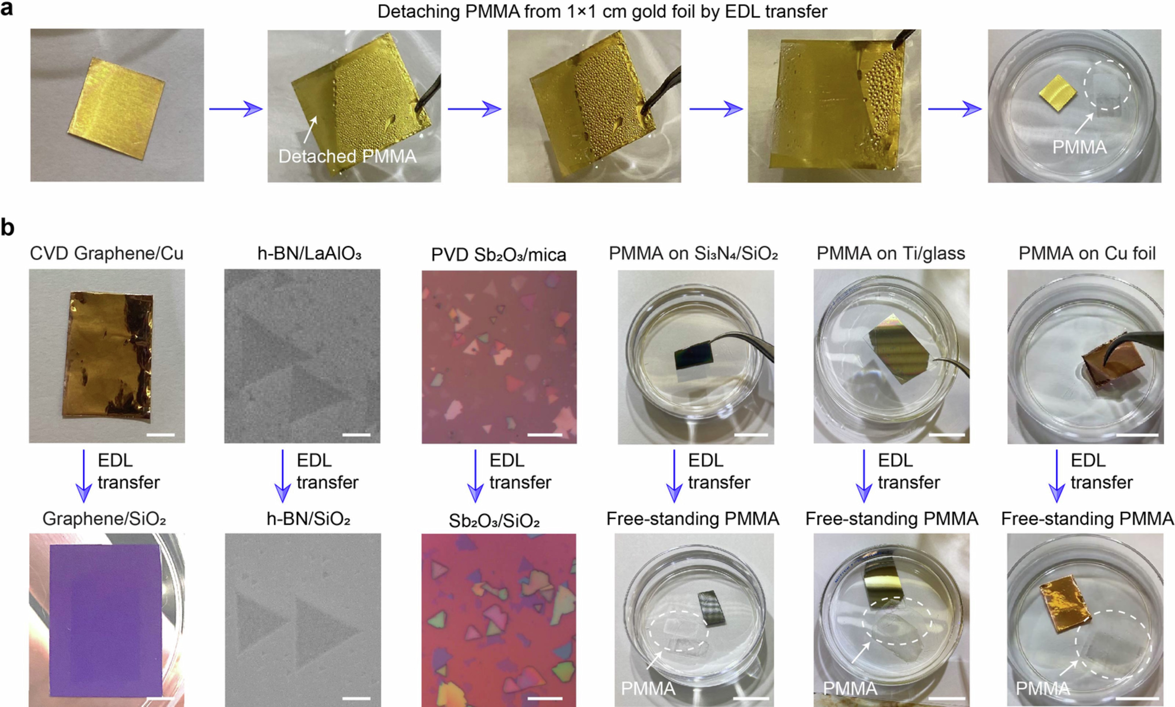 Extended Data Fig. 1: Application of EDL transfer to various substrates.